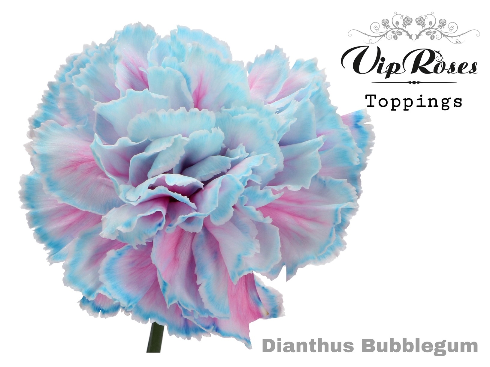 Di St Bubblegum 60 cm