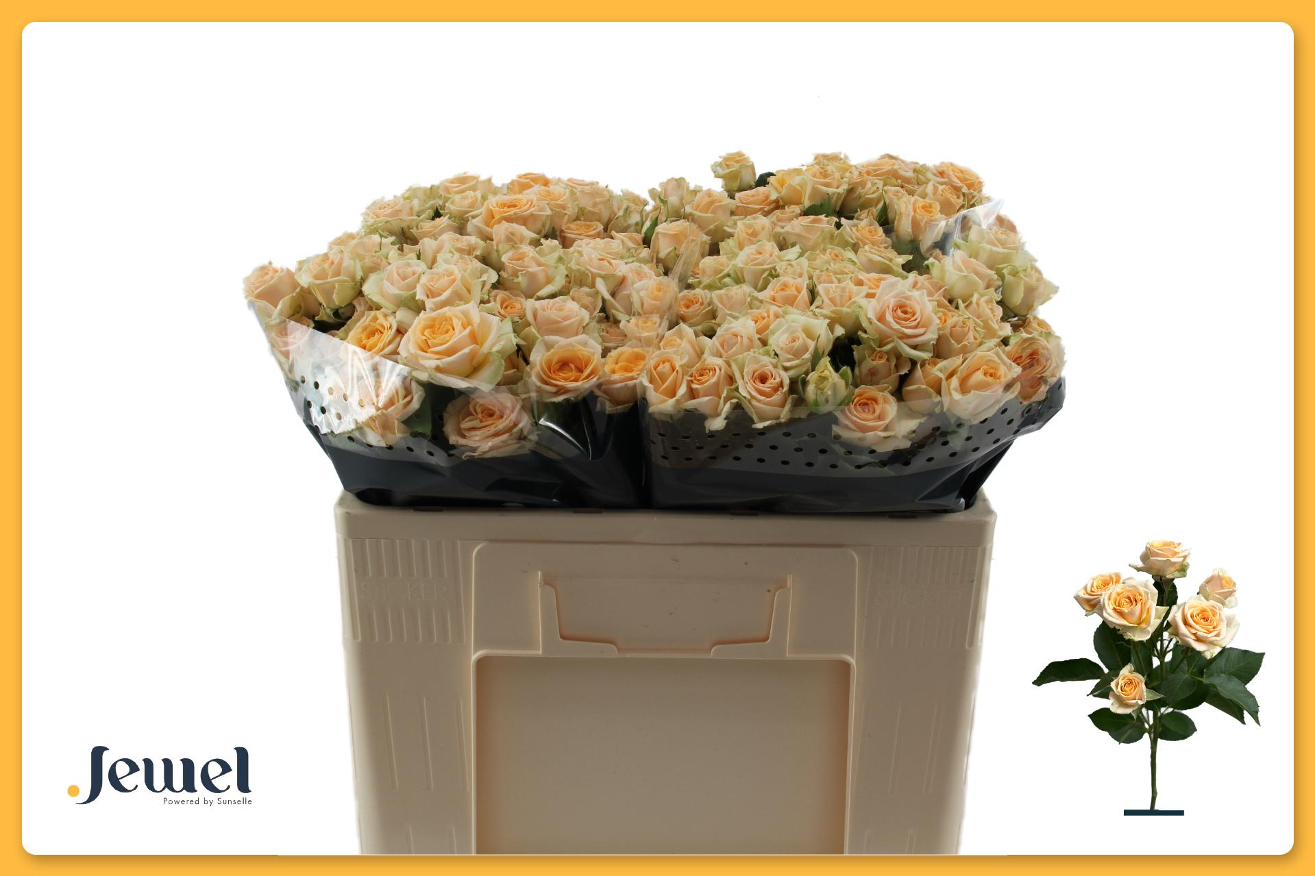 Rosa Spr Trinity 50cm