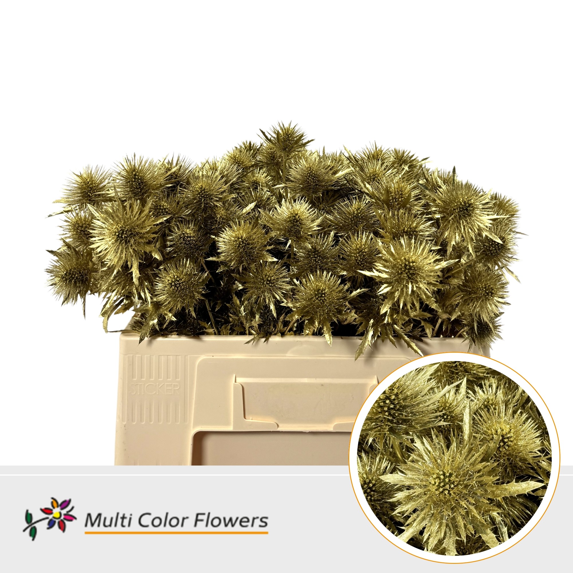 Eryngium Goud
