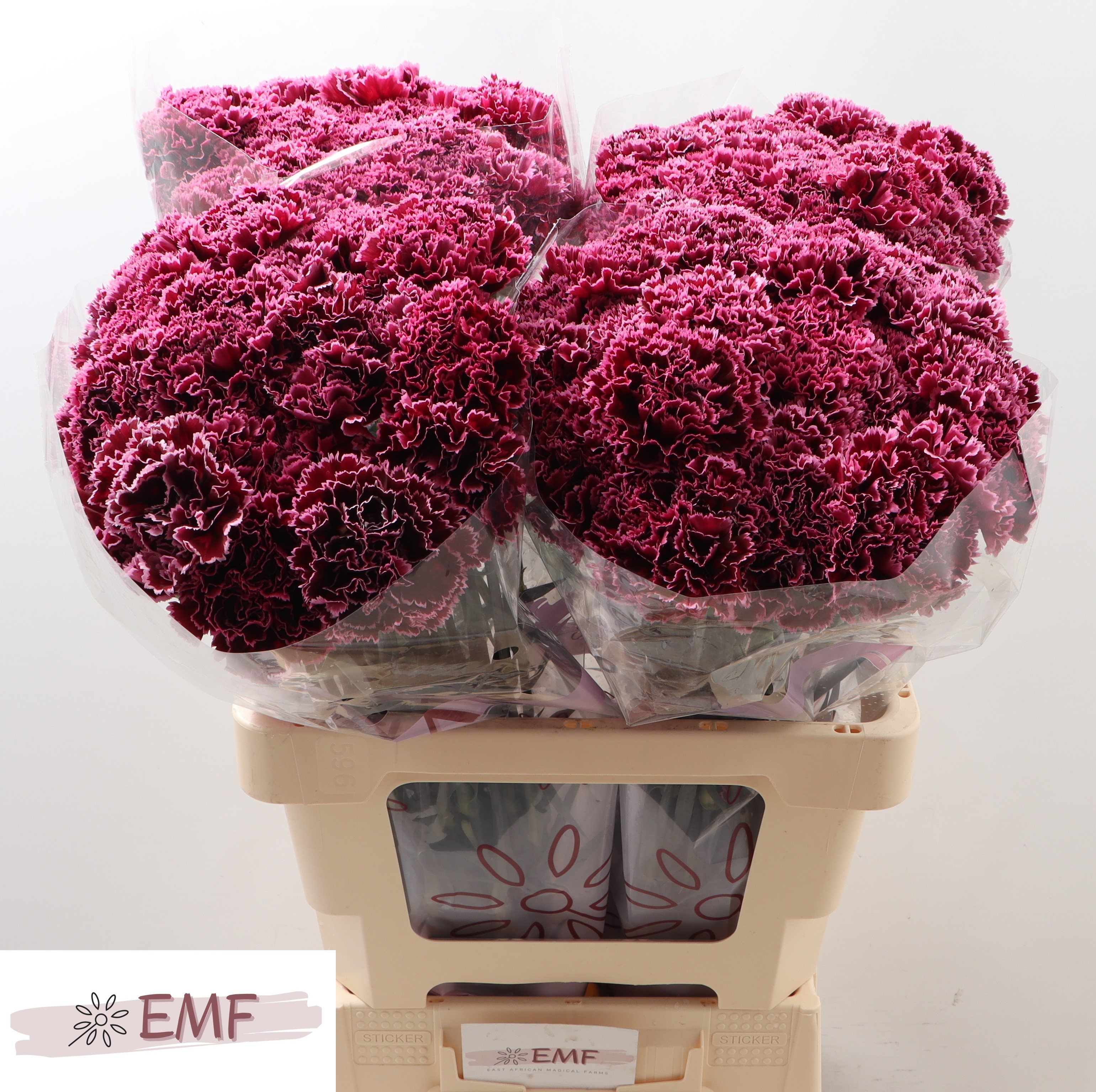 Dianthus Single Nobbio Burgundy 65cm