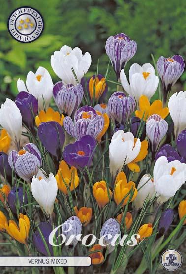 Crocus Vernus Mixed X10