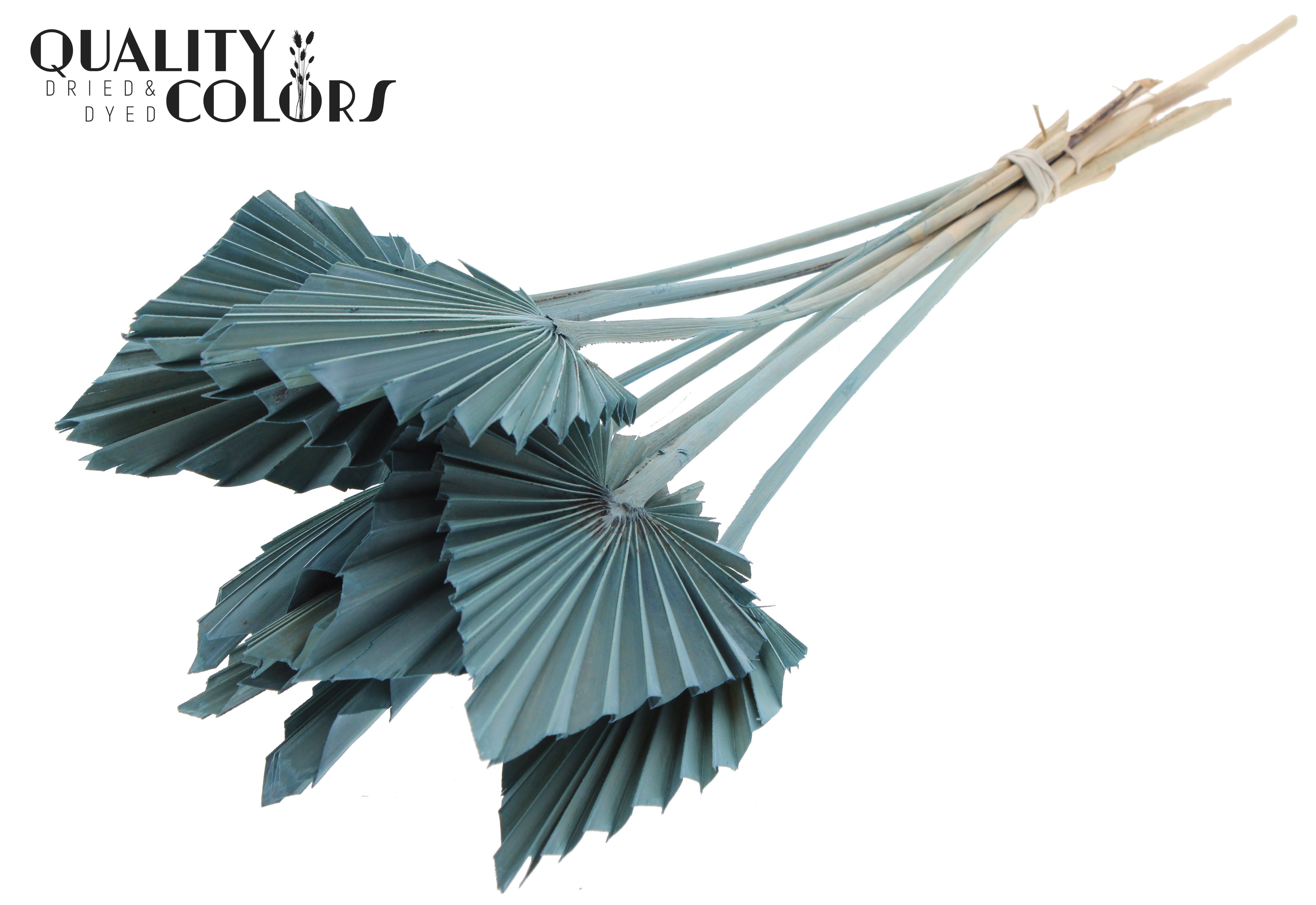 Palm Spear Frosted Light Blue 50cm