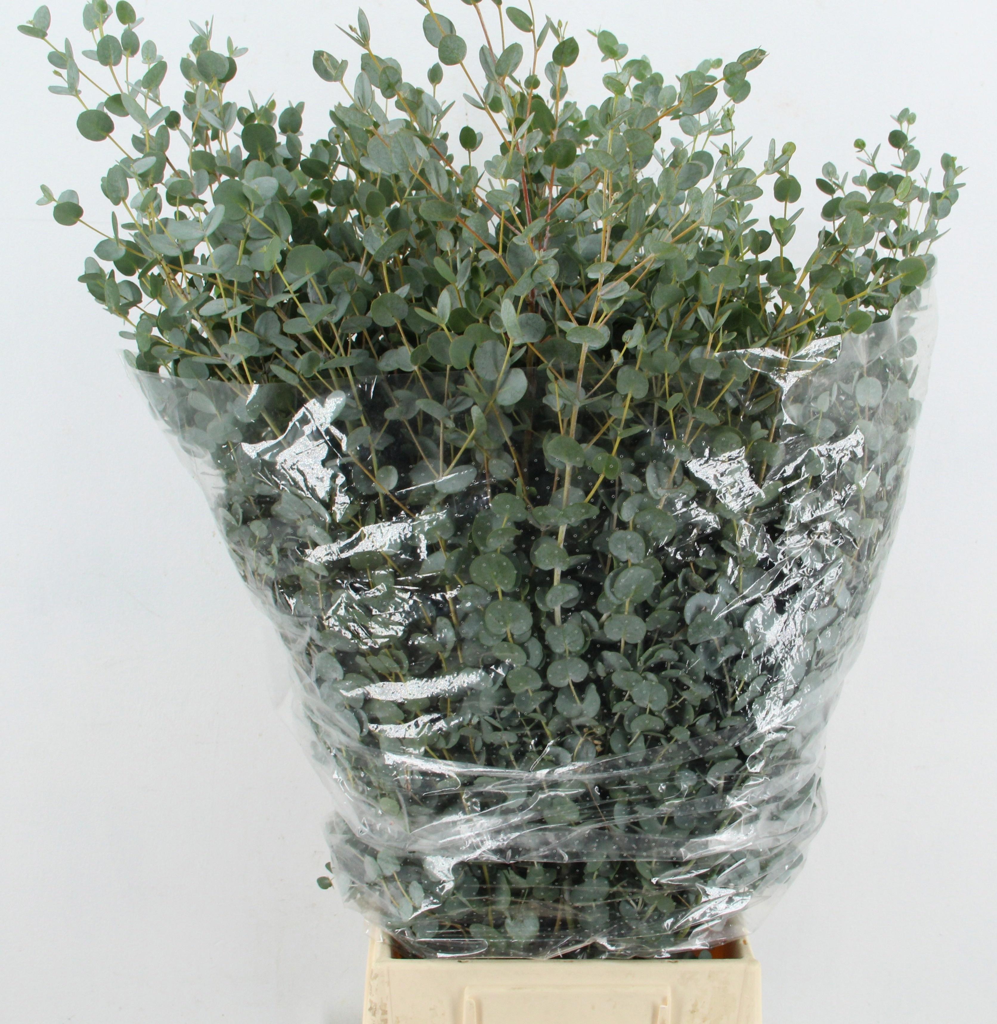 Eucalyptus Gunnii Per Bunch 70cm 300gr.