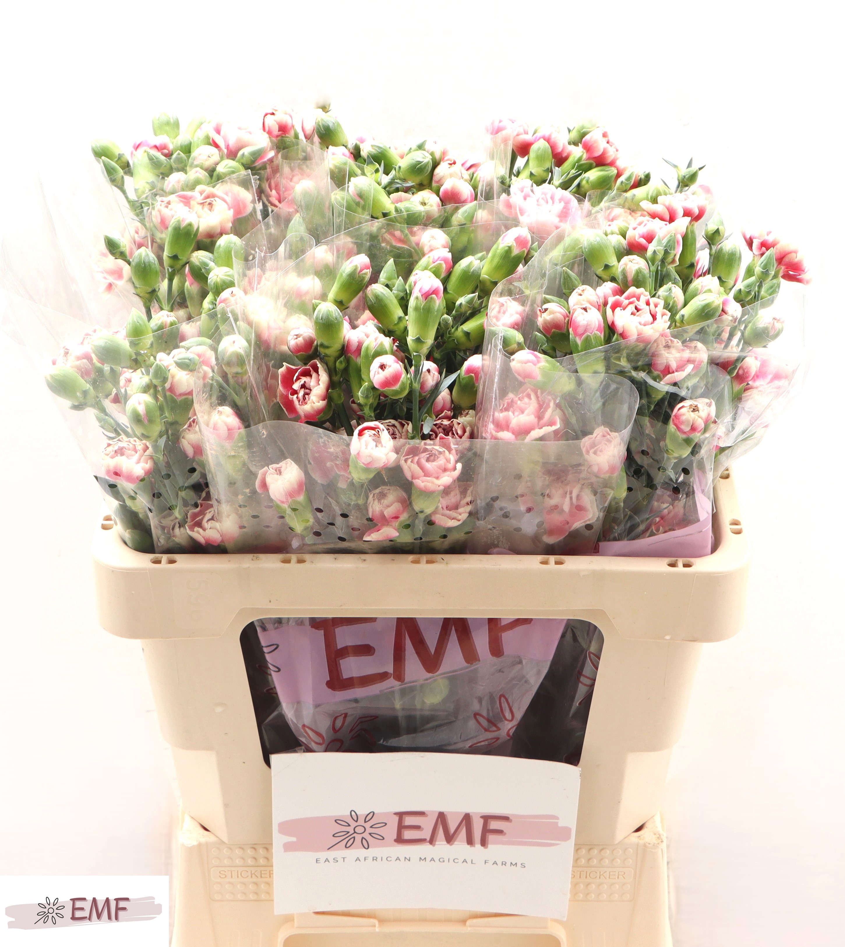 Dianthus Spray Funky 55cm