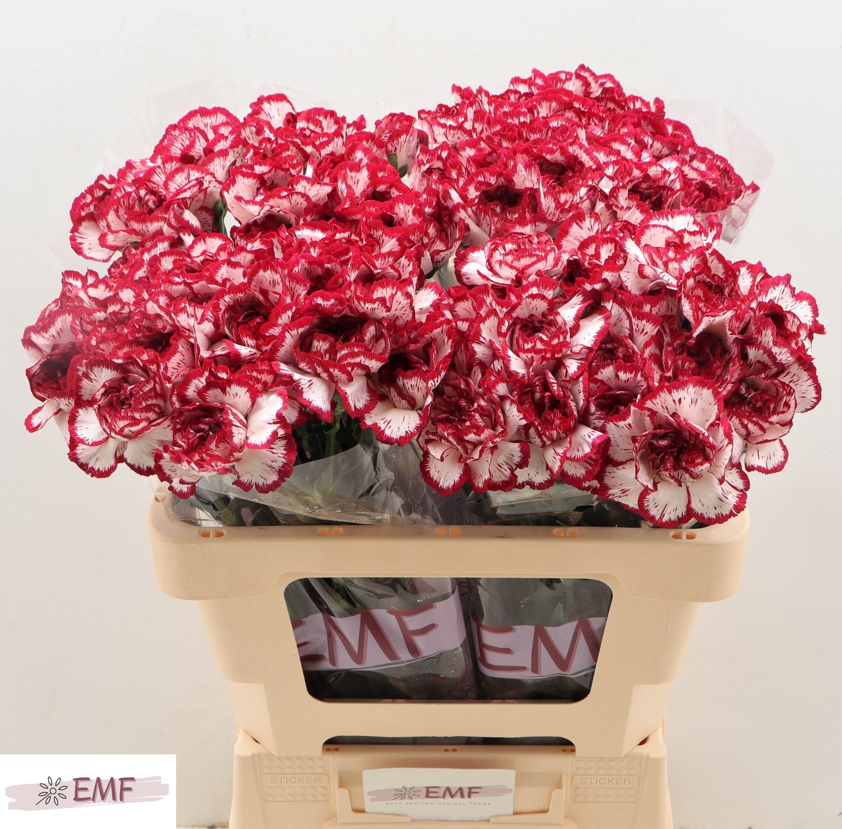Dianthus Single Baccarat 55cm