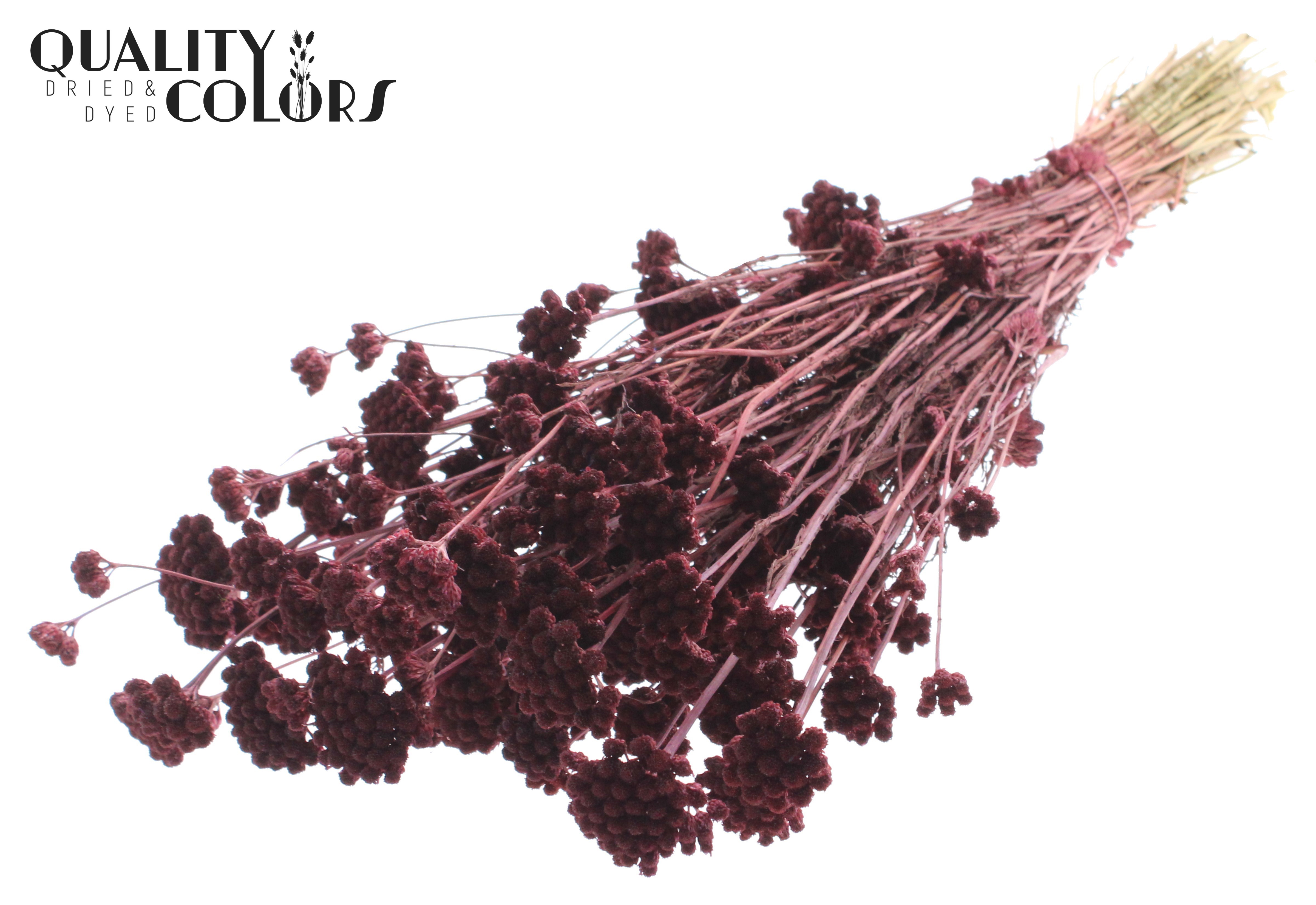 Lona Burgundy Per Bunch 50cm