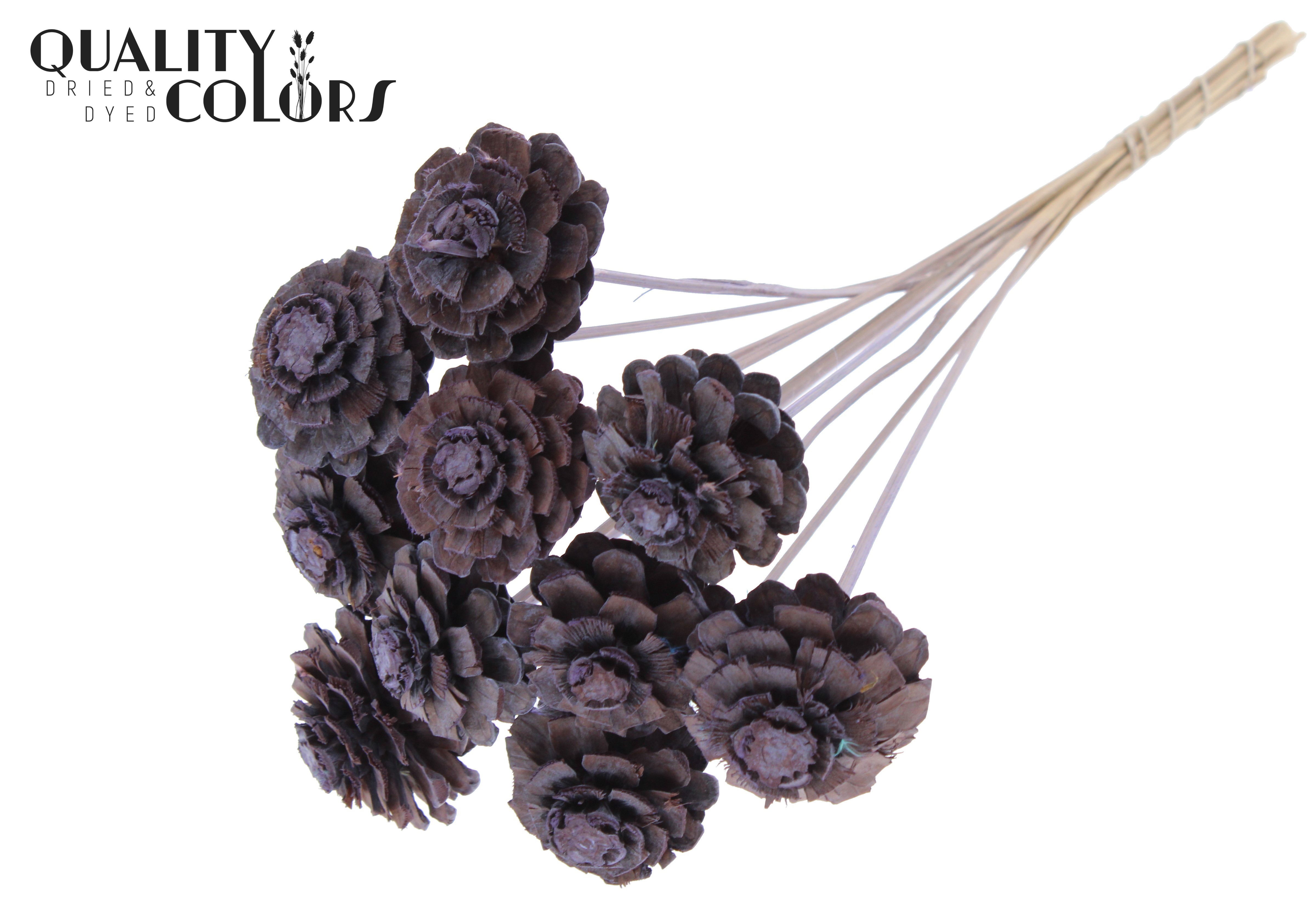 Pine Cone Frosted Milka 50cm