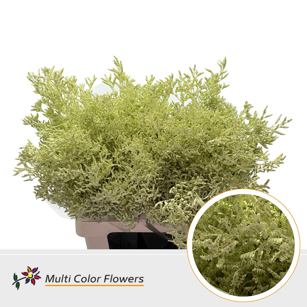 Limonium Painted Cream 70cm 30gr.