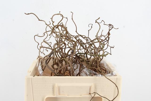 Corylus Contorta 50cm 2-year