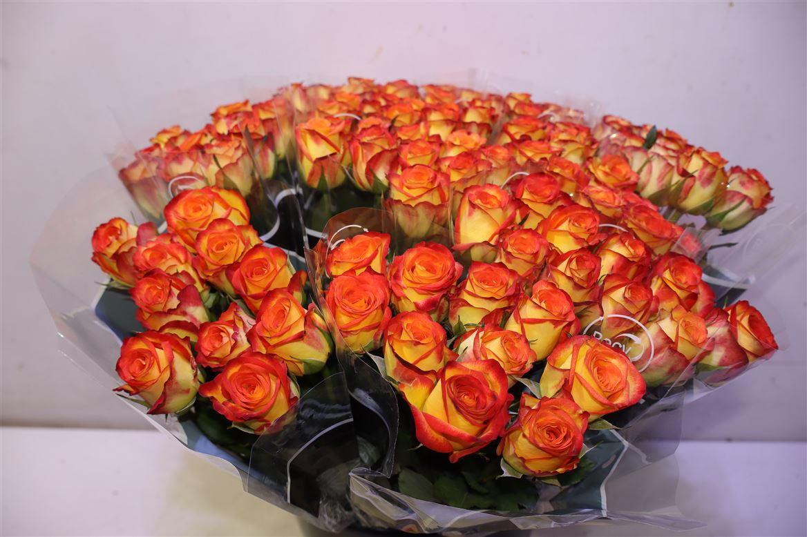 R Gr Firefox X10