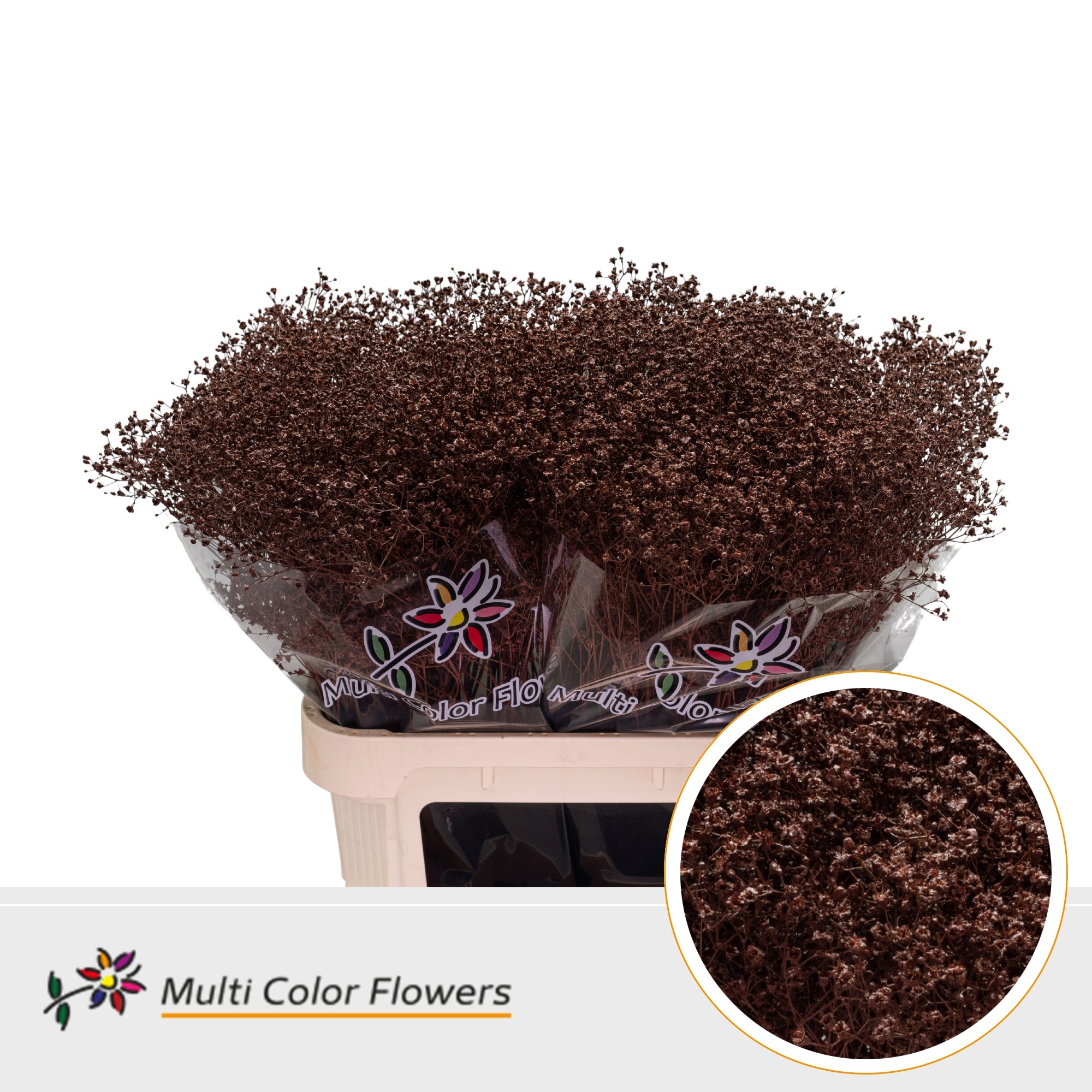 Gypsophila Painted Million Star Brown 80cm