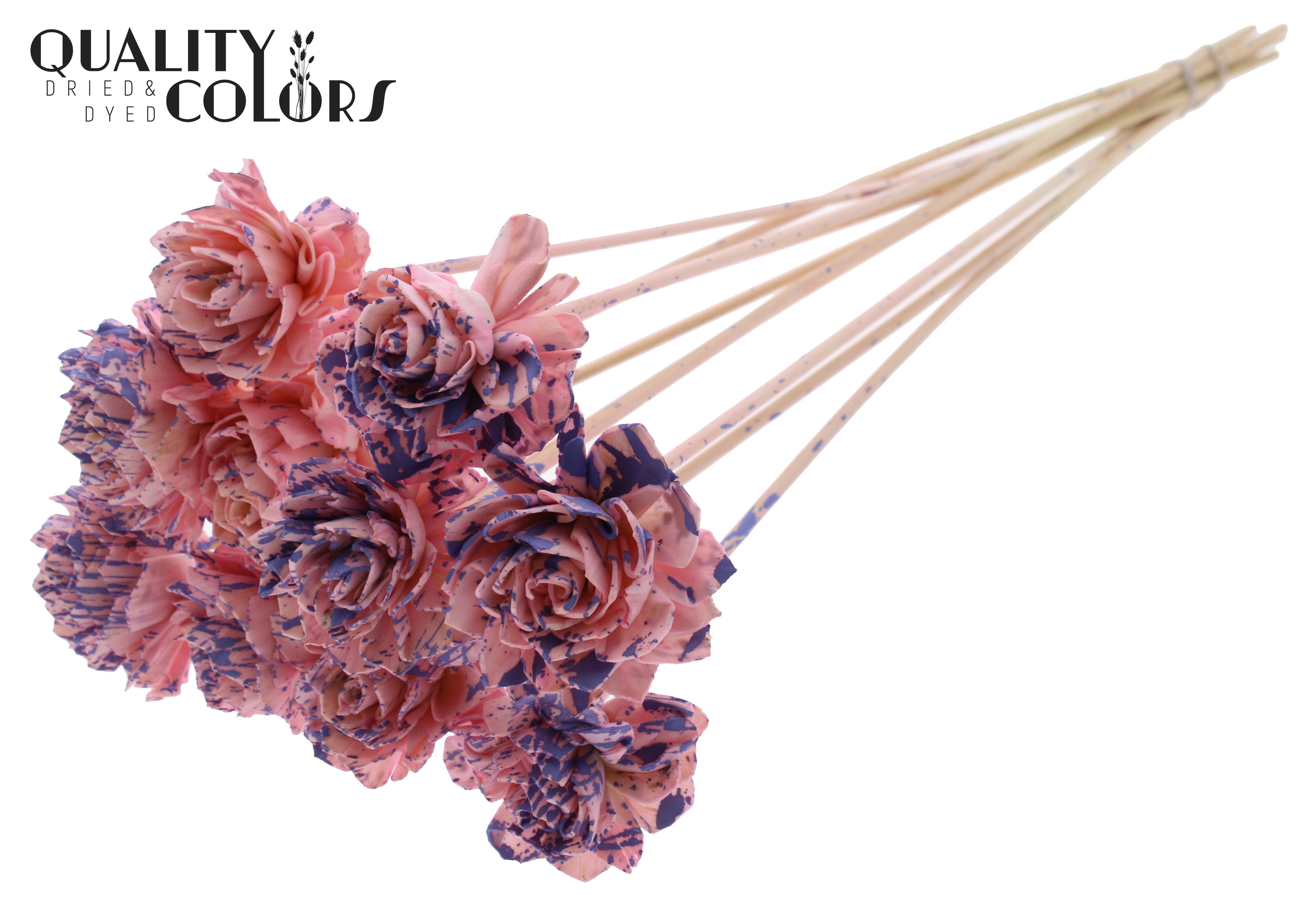 Shola Dhaliya Splashed Pink Milka 50cm