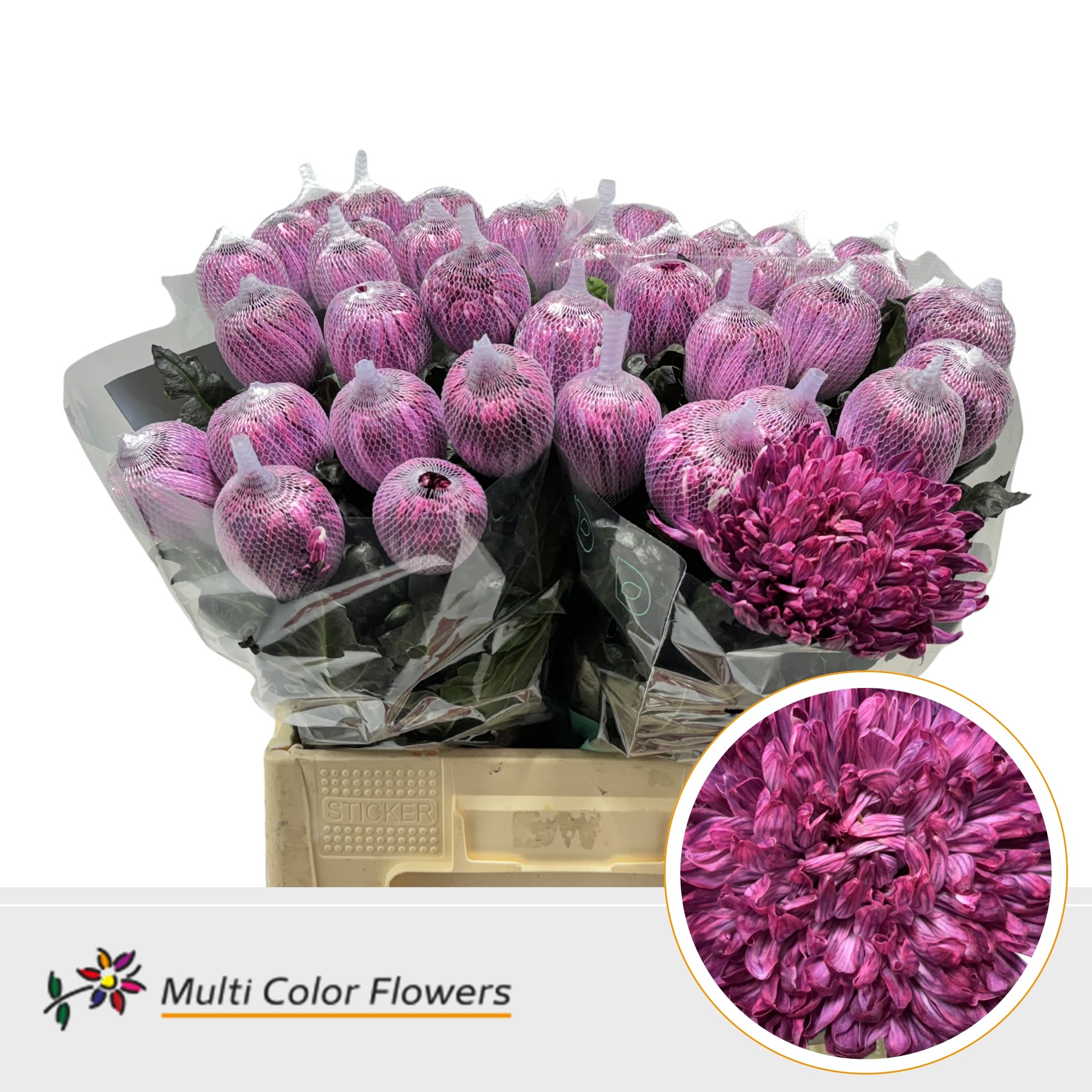 Chrysanth Single Painted Antonov Bordeaux 70cm