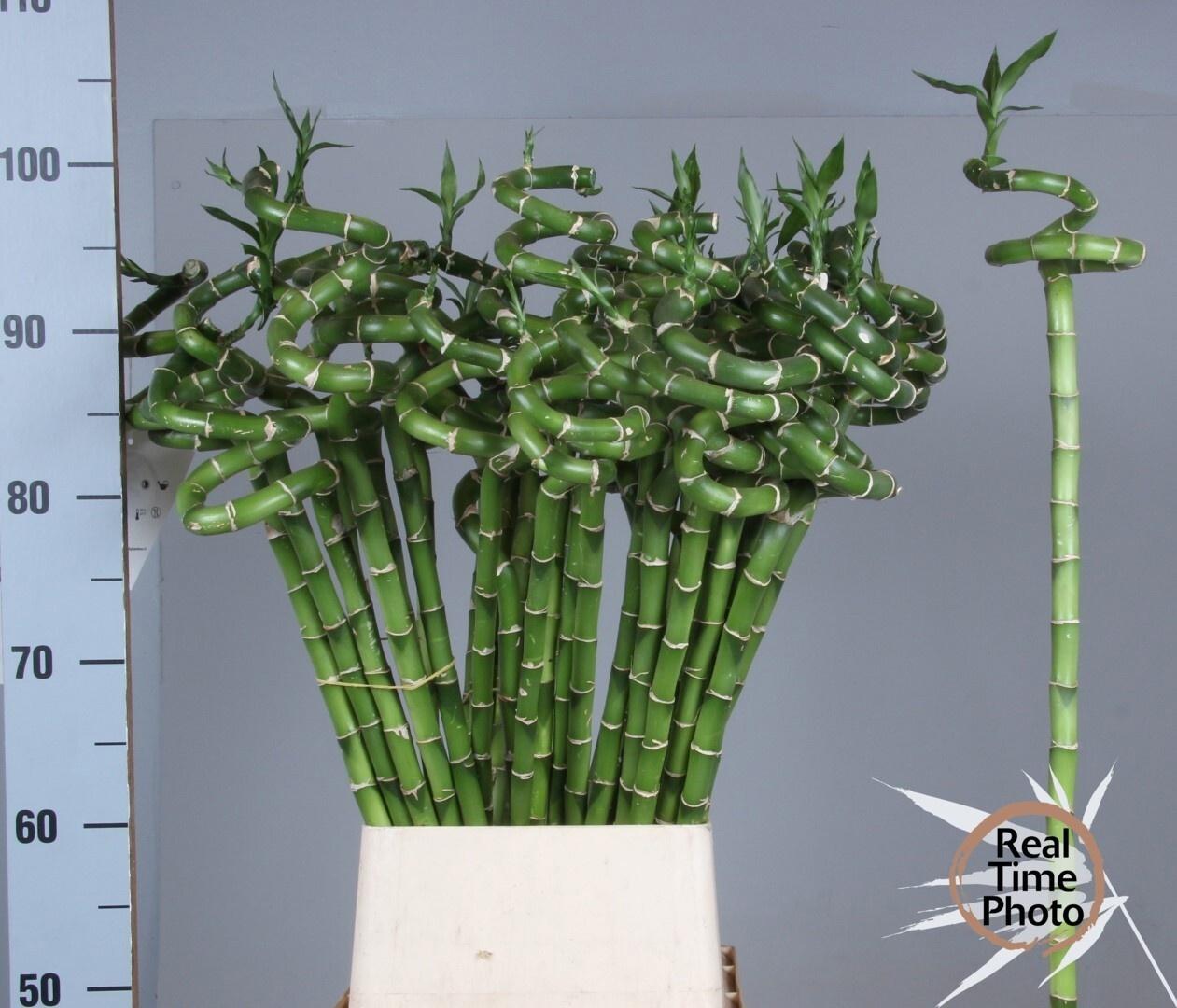 Drac Bamboo Spiraal 100 Cm