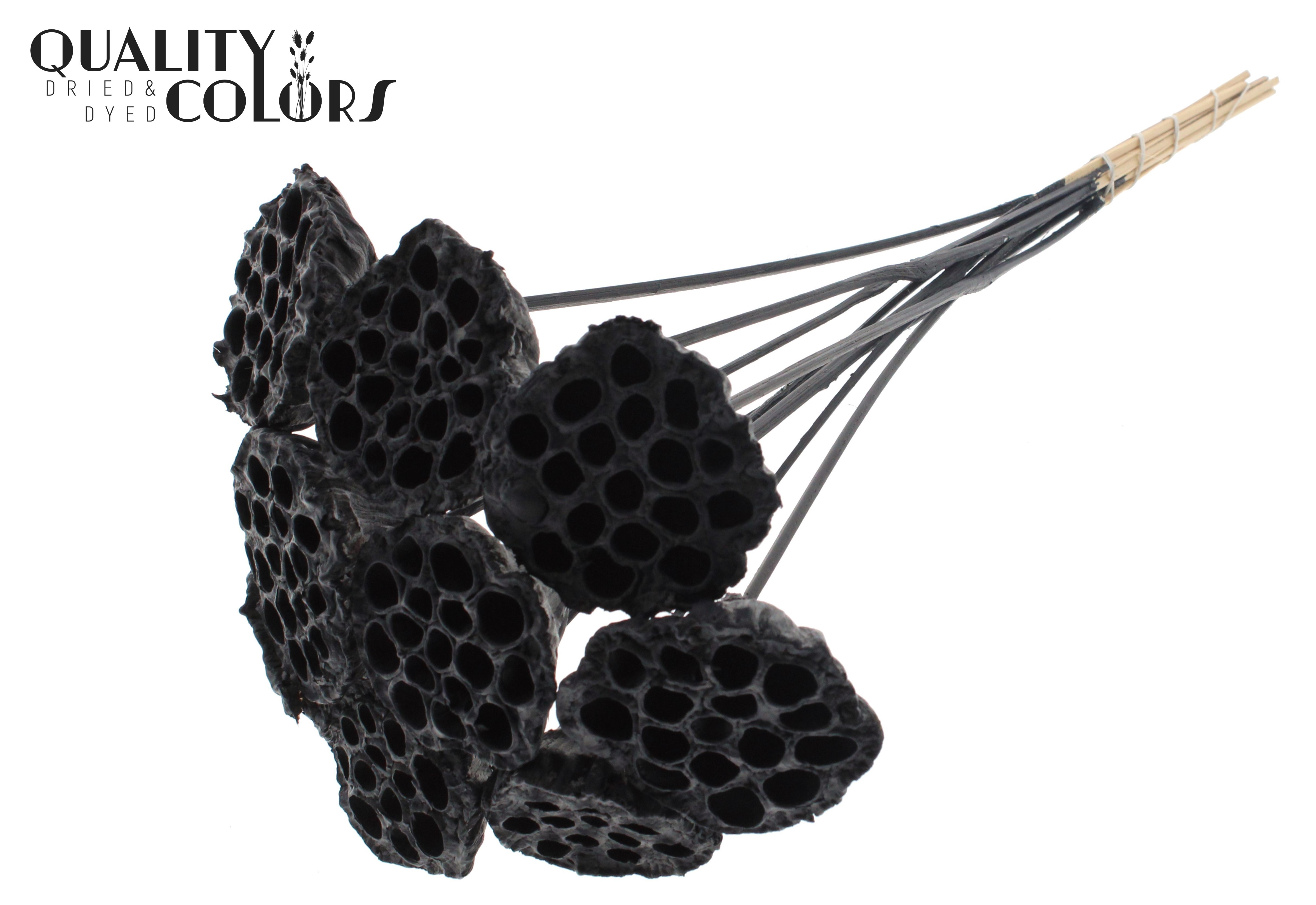 Lotus Black 50cm