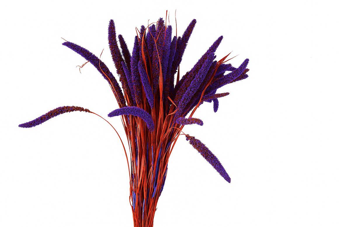 Dried Artz Setaria Vermeer Bunch