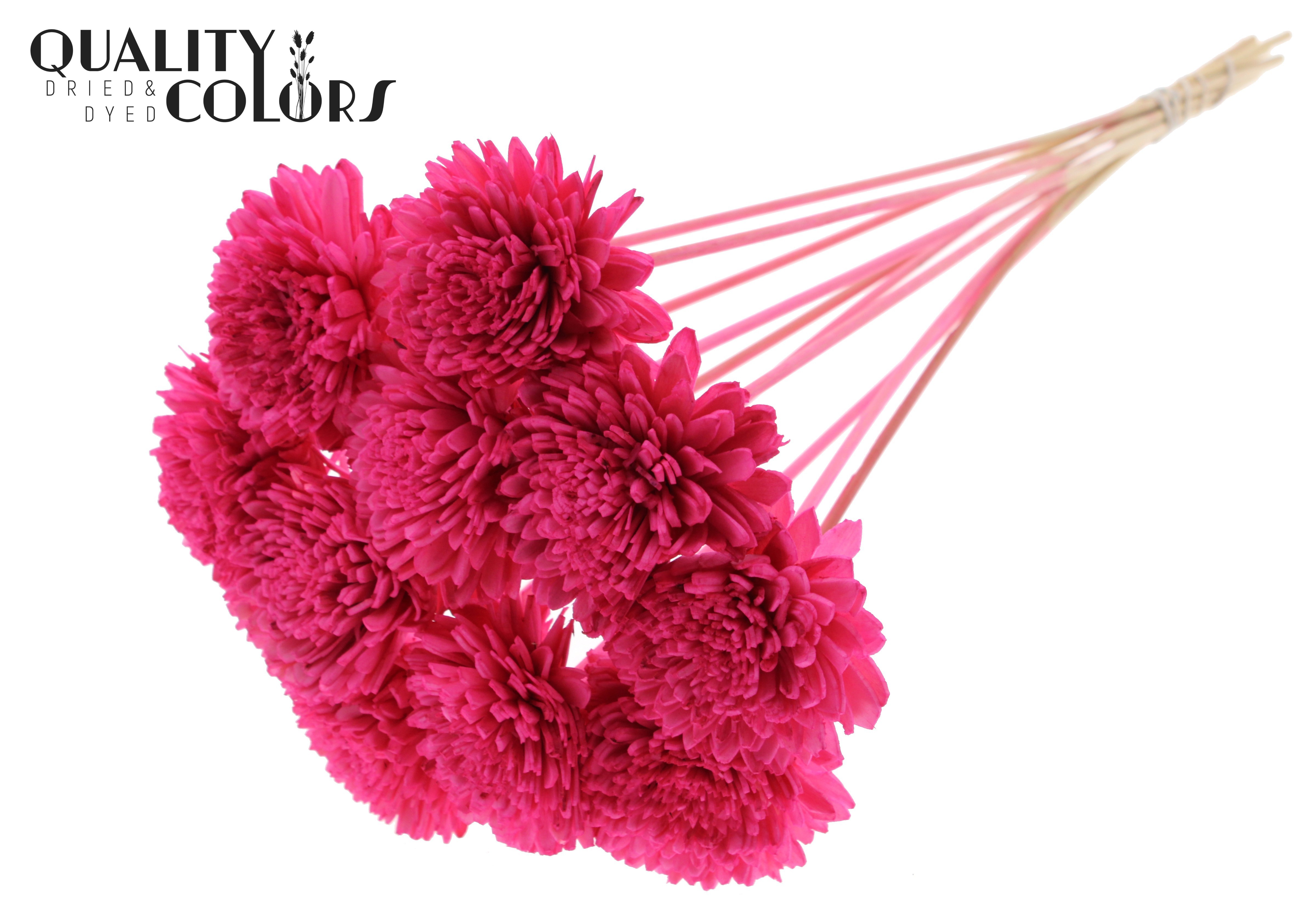 Shola Zinia Cerise 50cm