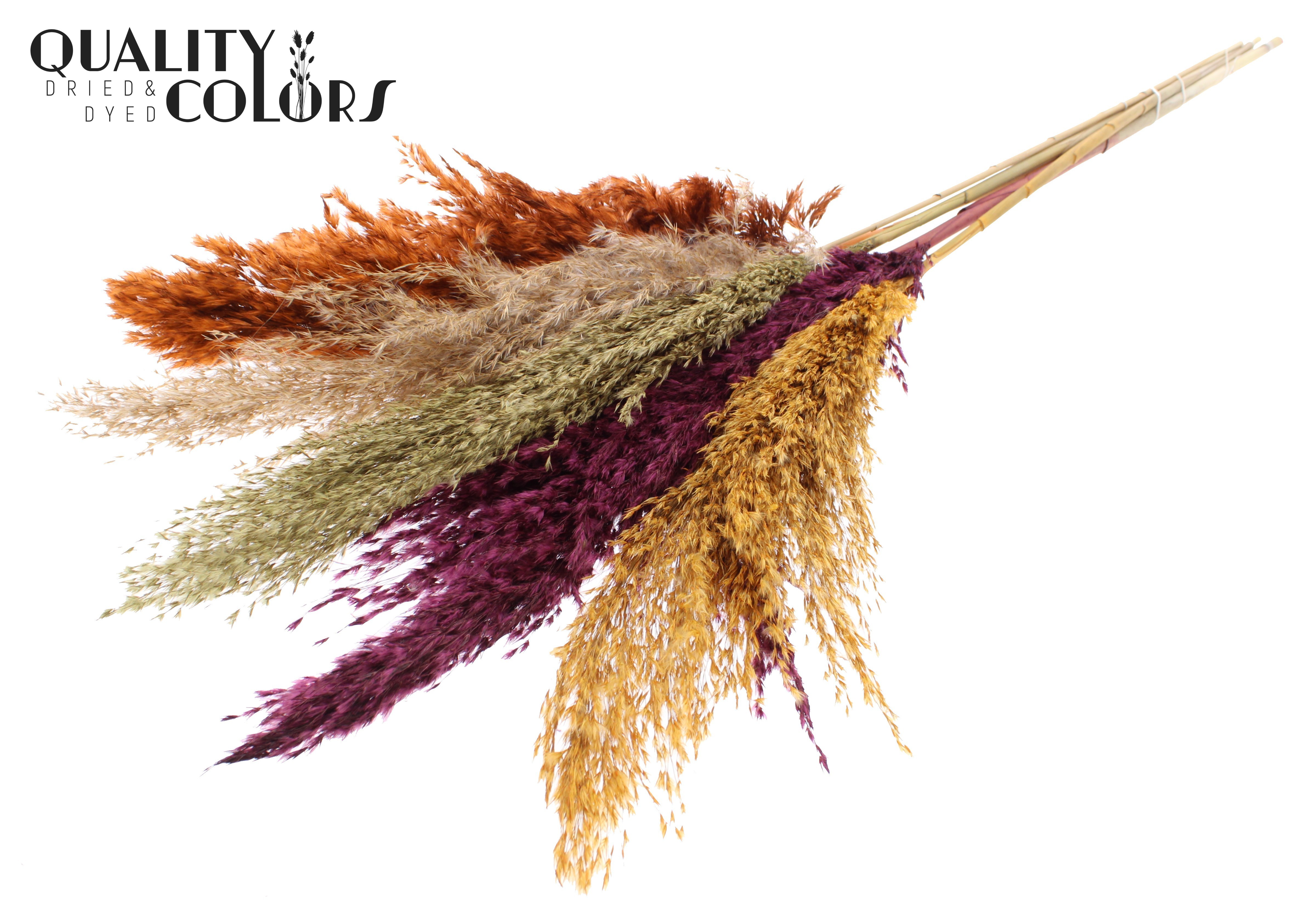 Pampas Grass Pumpkin Spice Mix Per Bunch 100cm