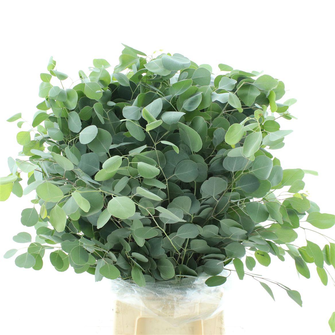 Euca Populus Long 300gr