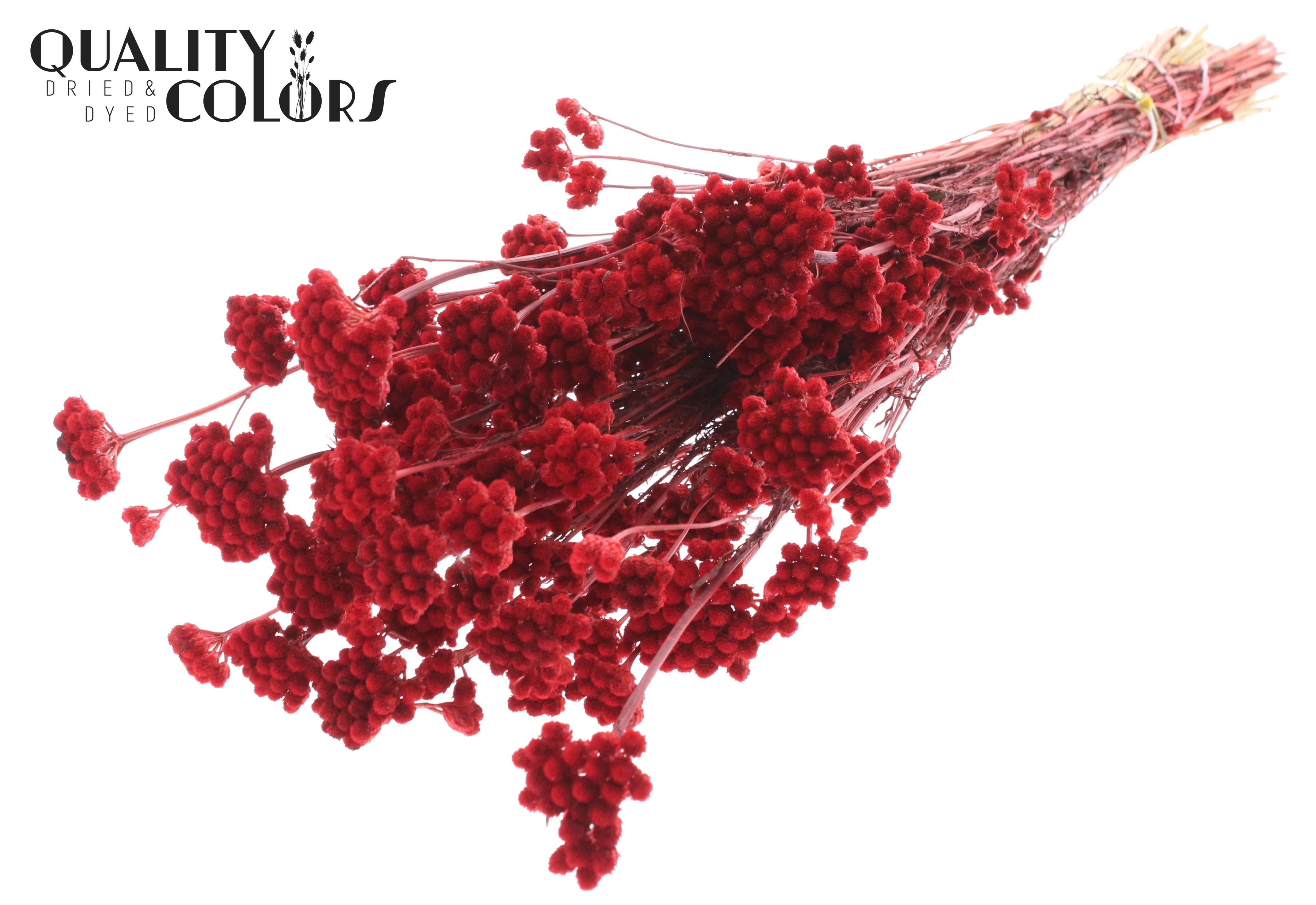Lona Red Per Bunch 50cm