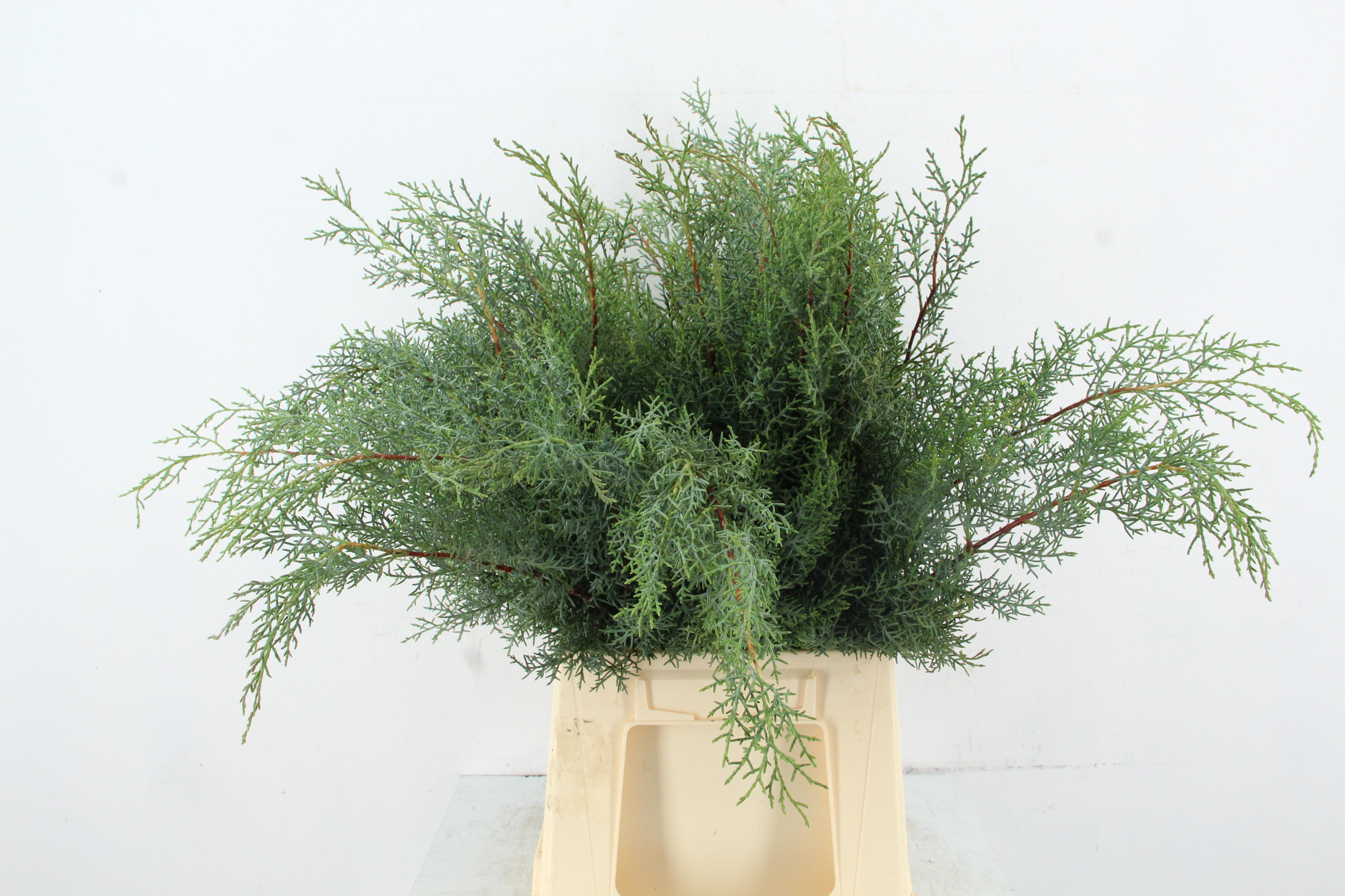 Cupressus Arizonica Glauca Per Bunch 60cm