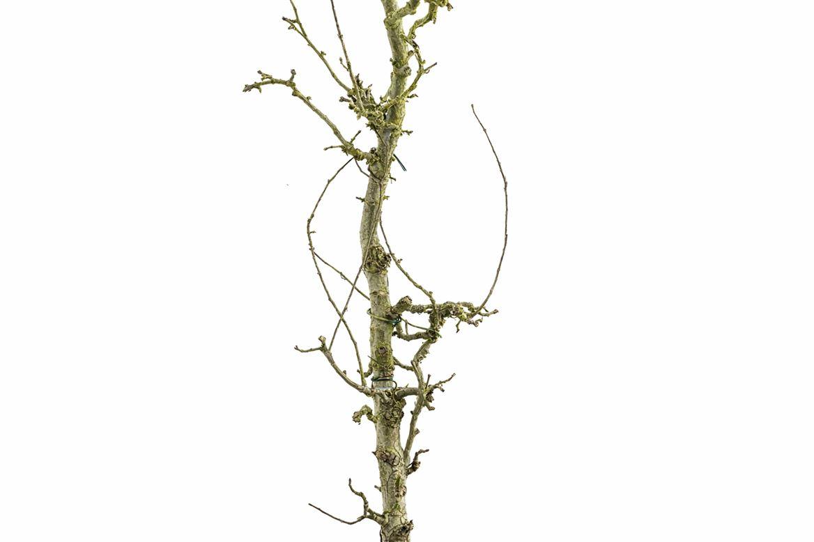 Perenhout Large 200cm Pst