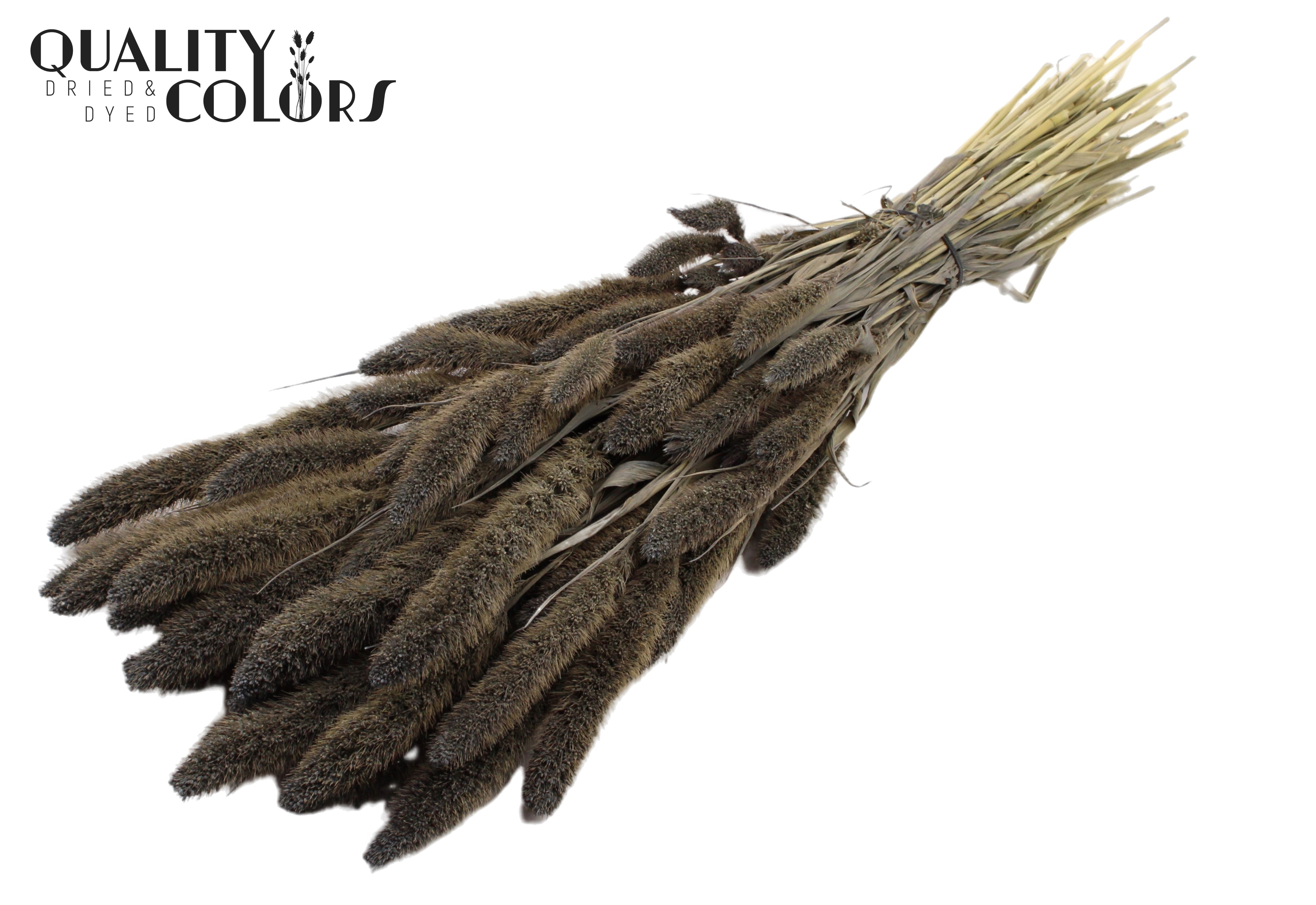 Setaria Frosted Grey Per Bunch 70cm