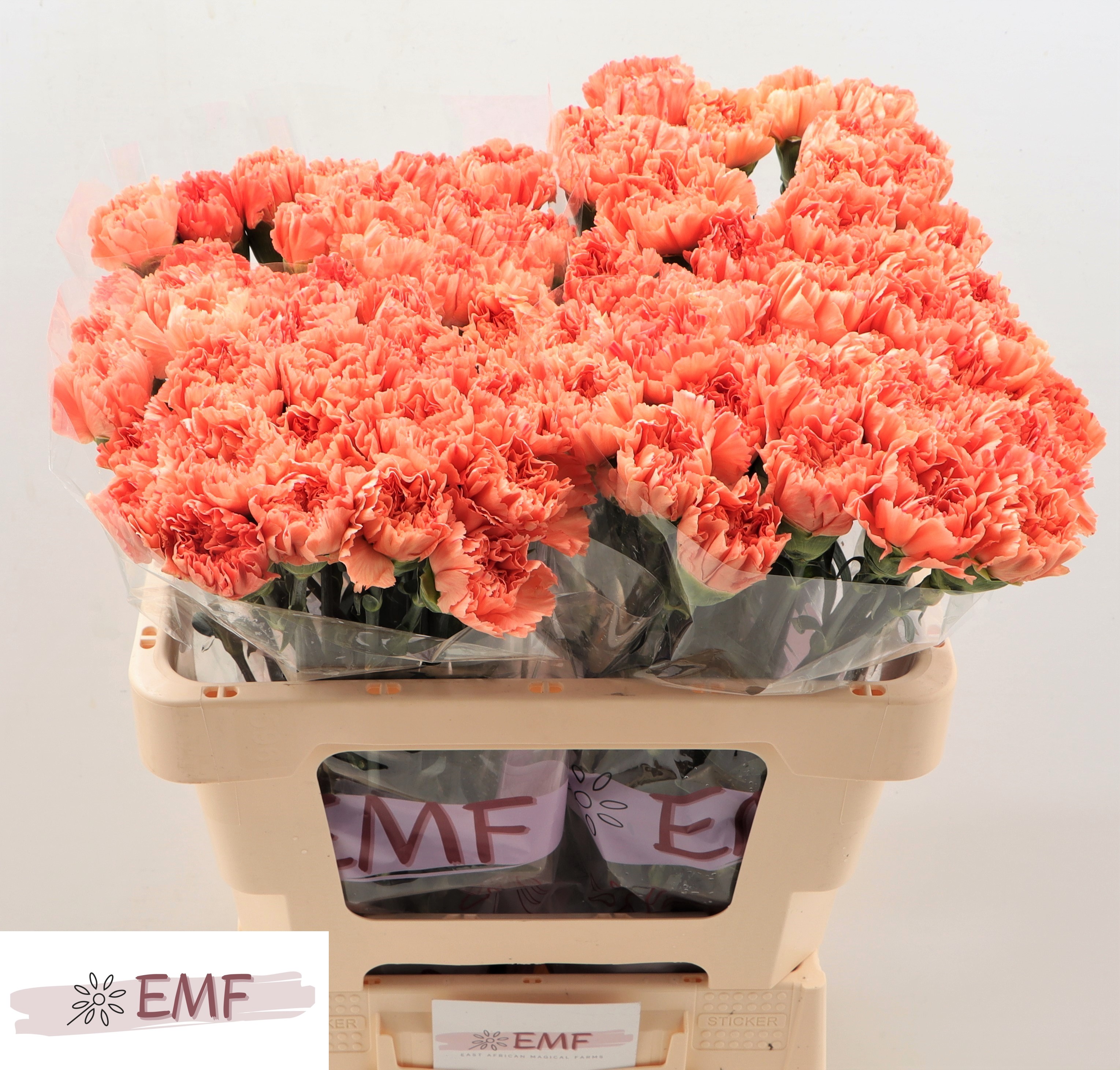 Dianthus Single Tamarind 55cm