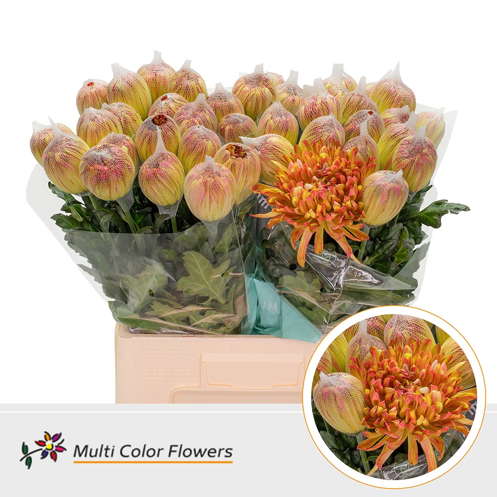 Chrysanth Painted Single Antonov Apple Bandit 70cm