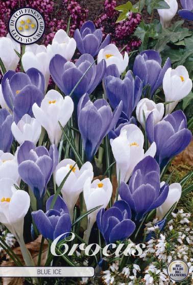 Crocus Vernus Blue Ice X10