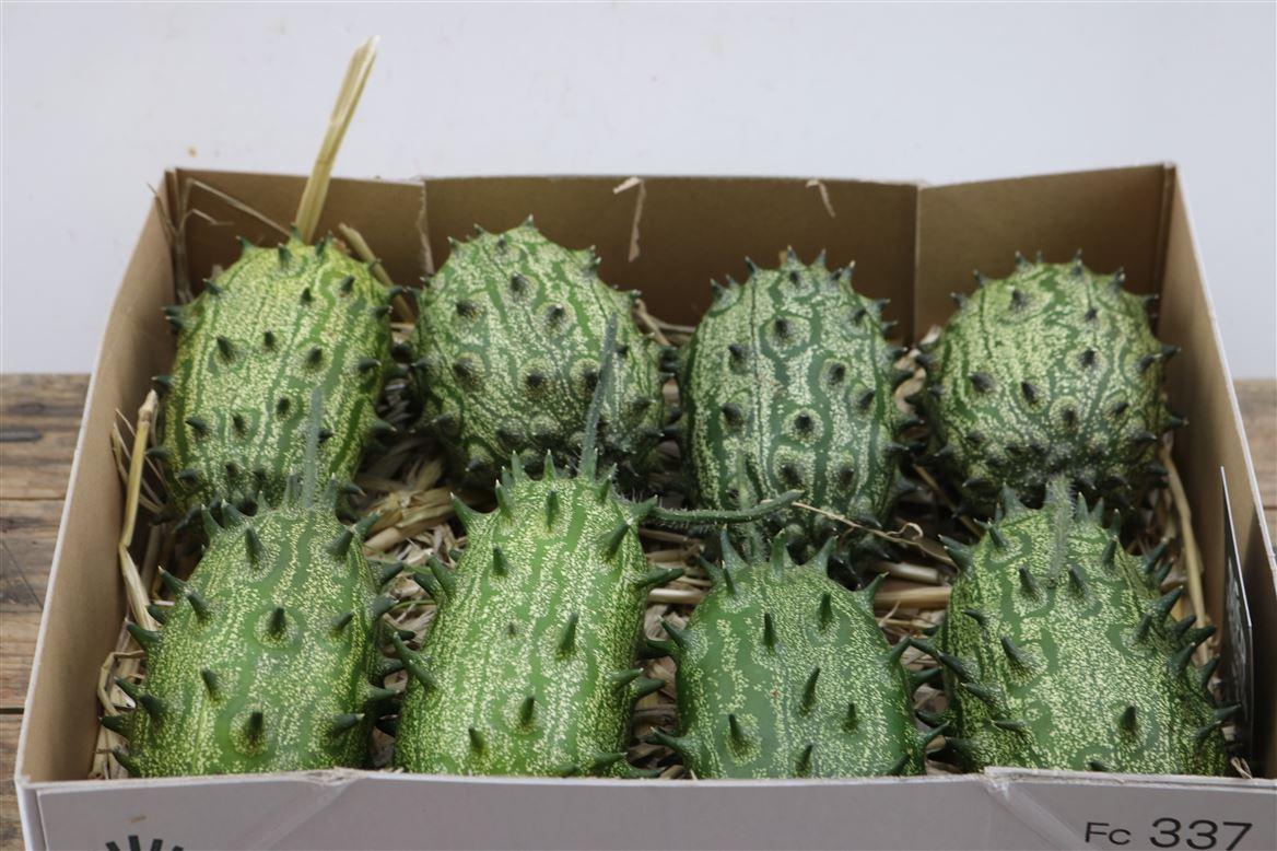 Sier Cucumis Kiwano Green P Box