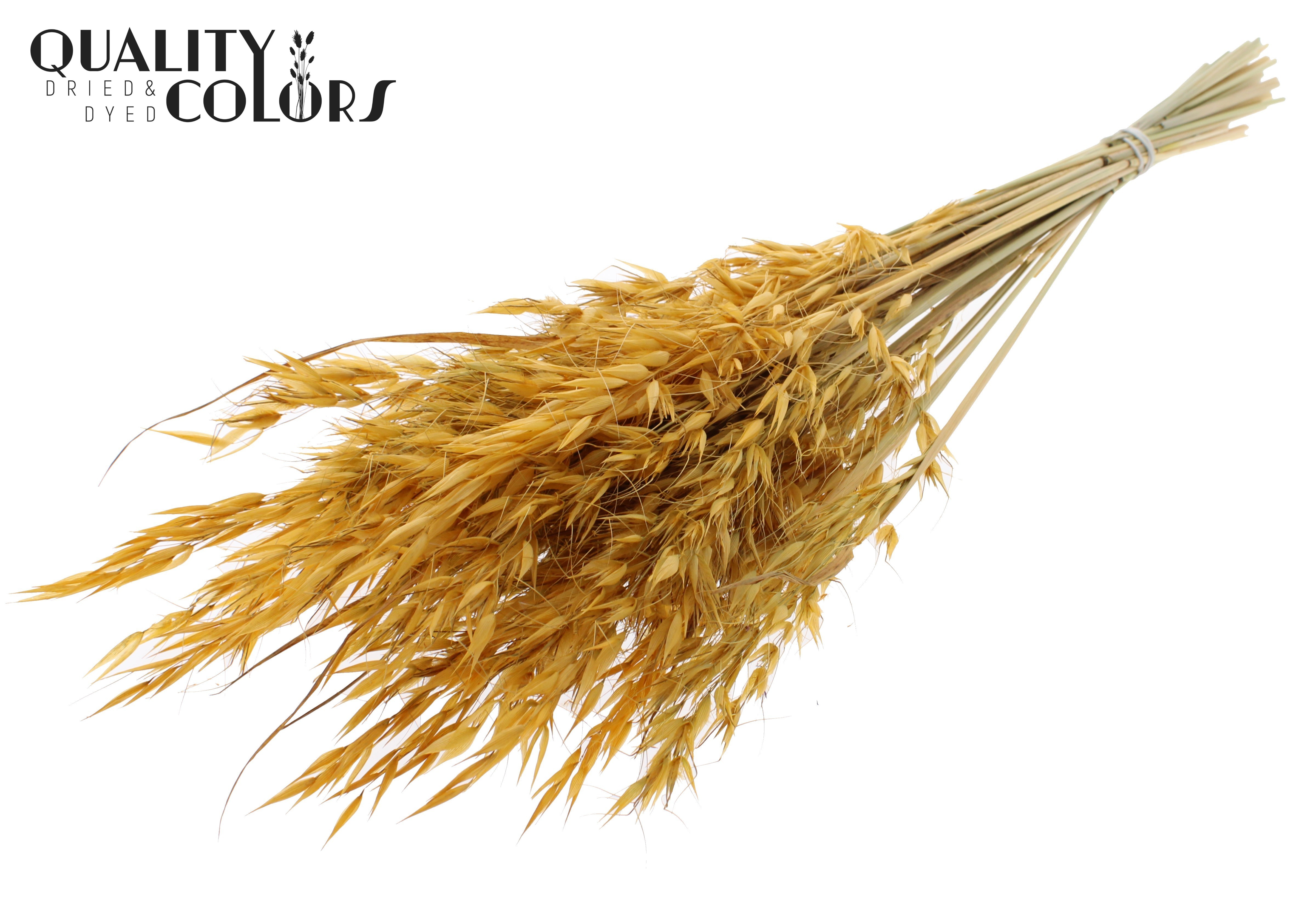 Avena Apricot Per Bunch 70cm