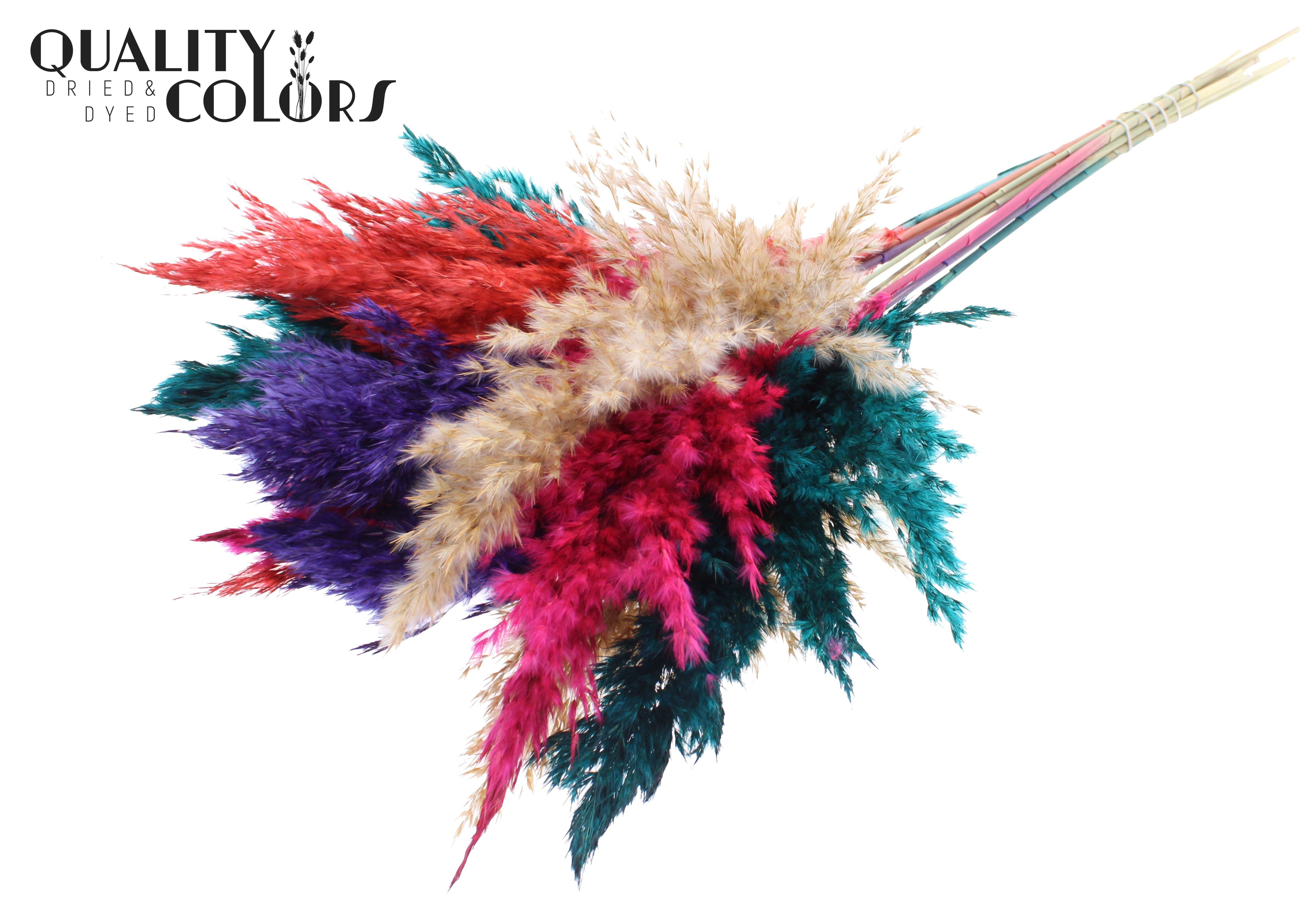 Pampas Grass Colourful 4 Per Bunch 70cm