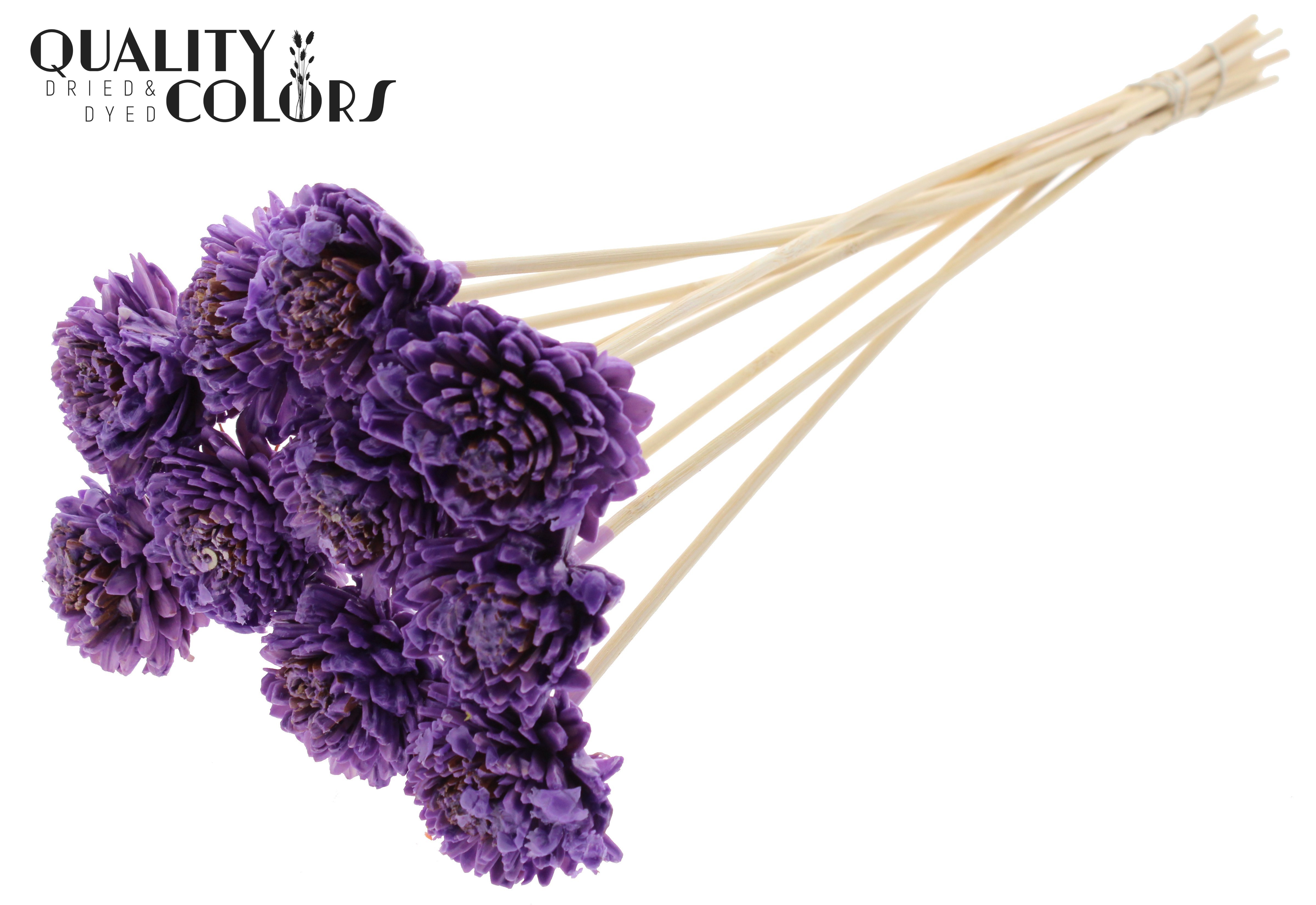 Shola Zinia Wax Milka 50cm