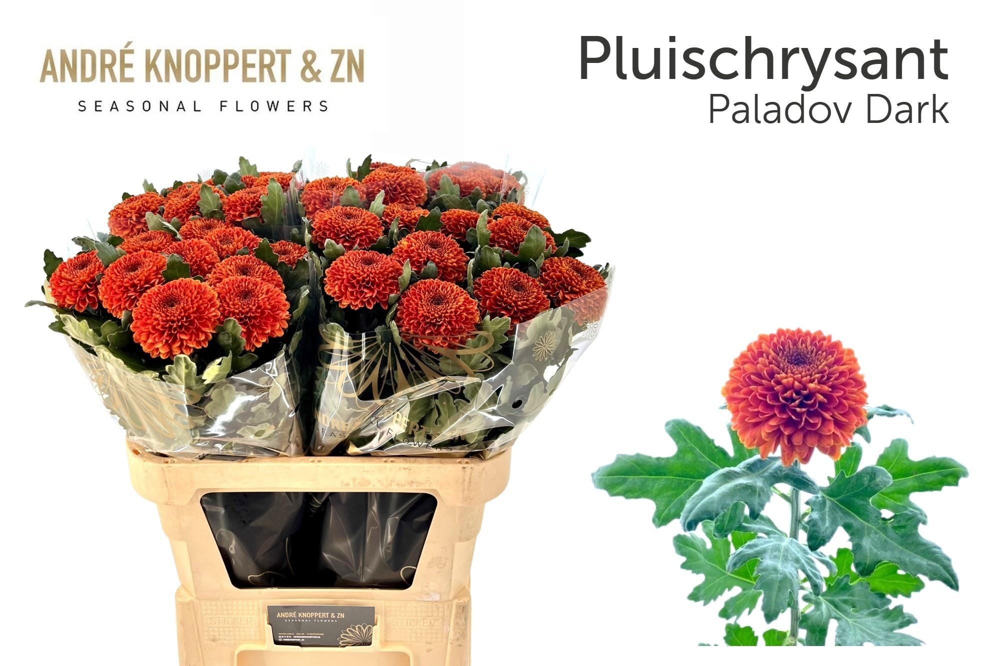 Chrysanth Single Paladov Dark 85cm 90gr.