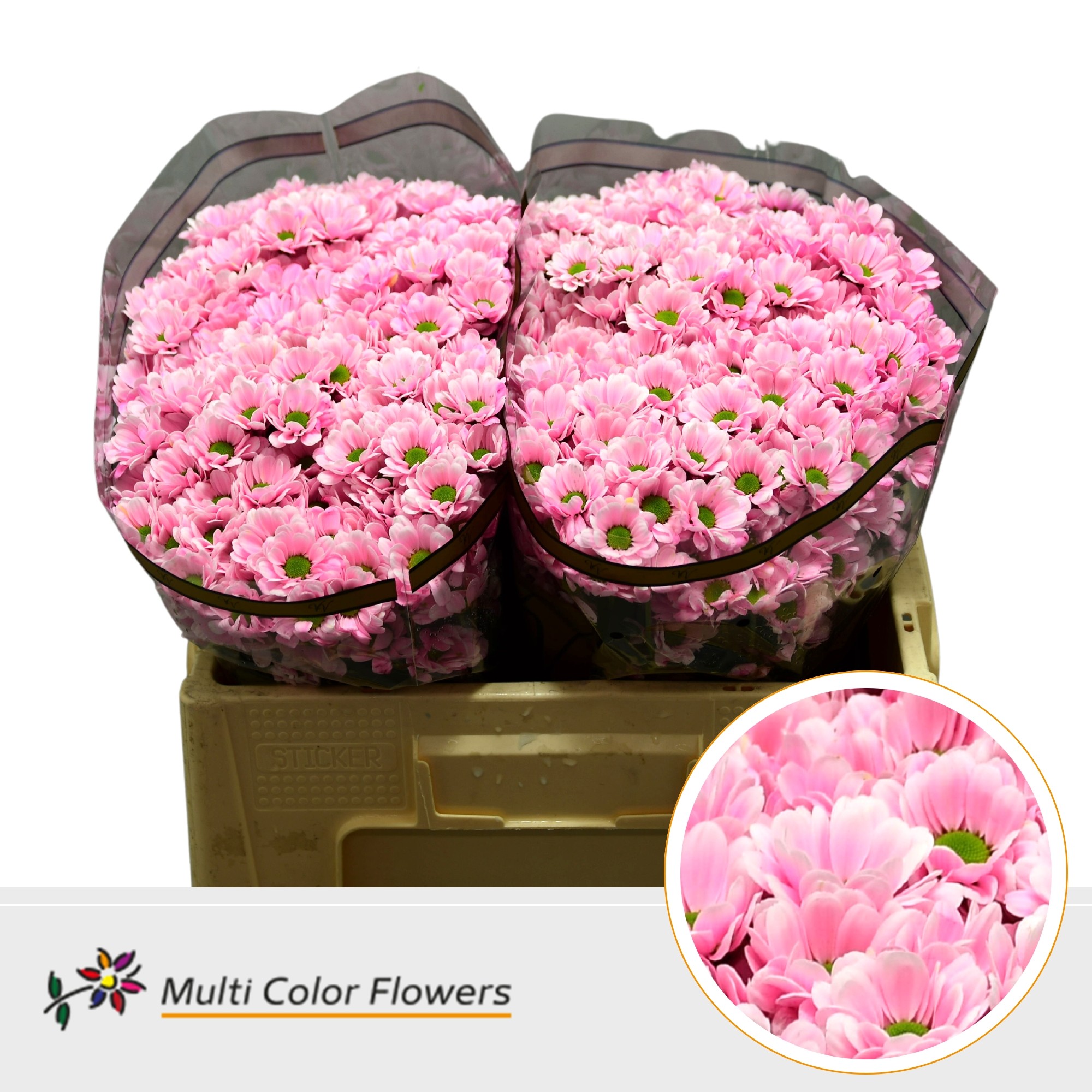 Chrysanth Santini Painted Bowie Soft Pink 55cm 44gr.