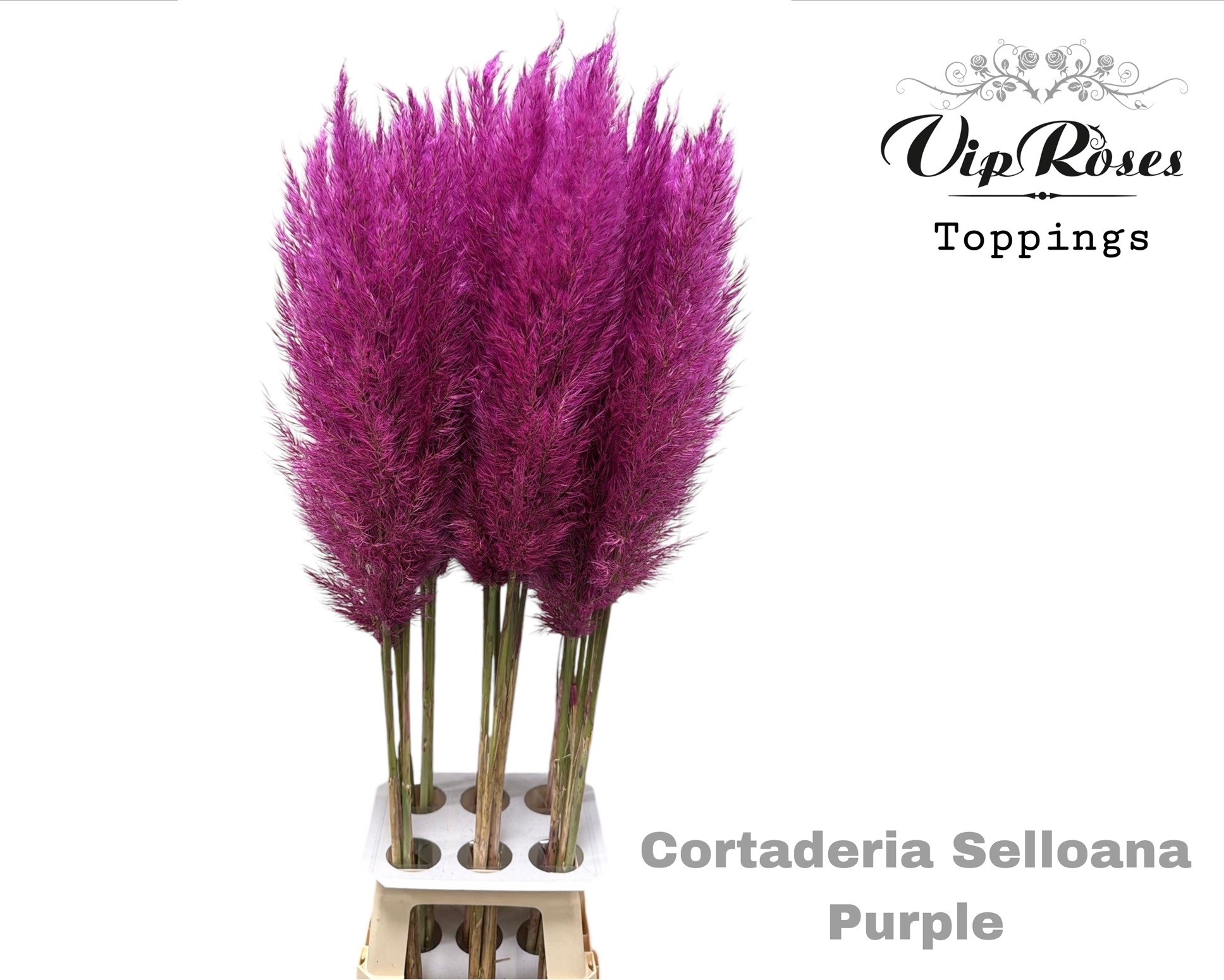 Cortaderia Selloana Dried 120cm