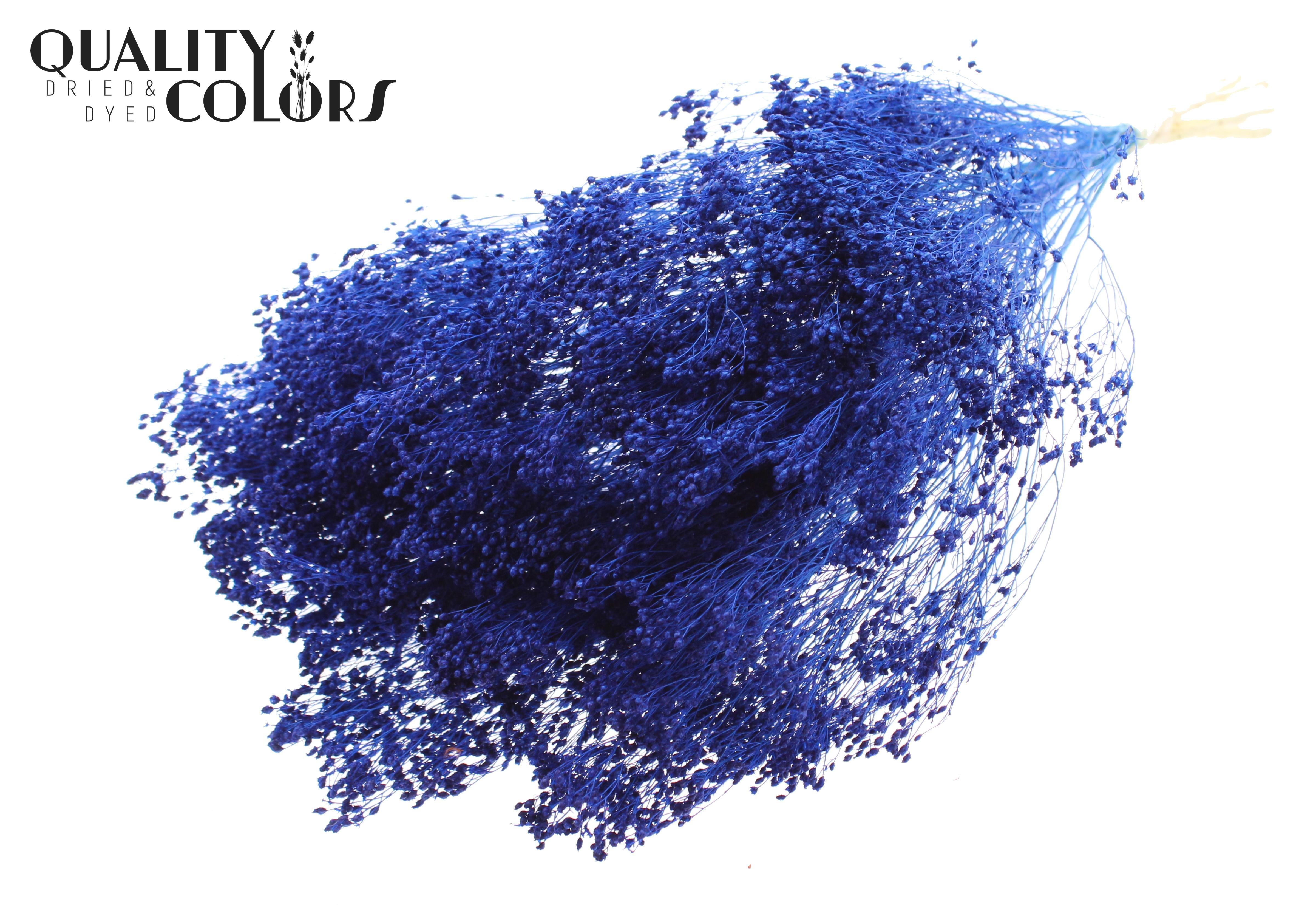 Broom Bloom Blue Per Bunch 50cm