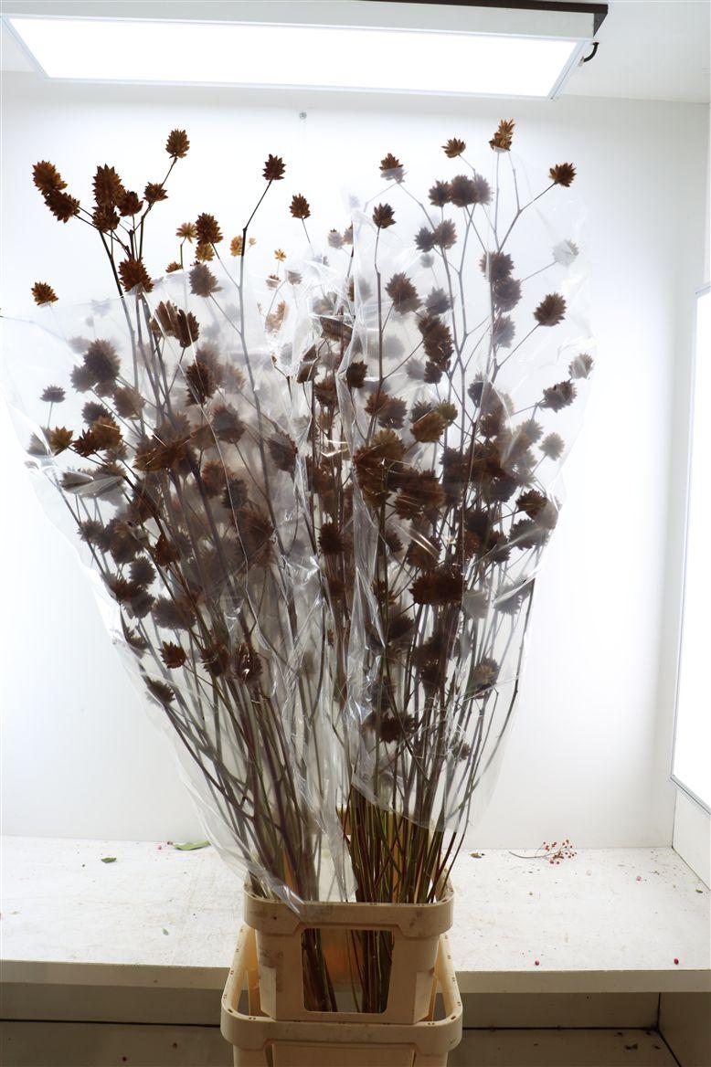 Glycyrrhiza Y Zoethout 180cm P Stem