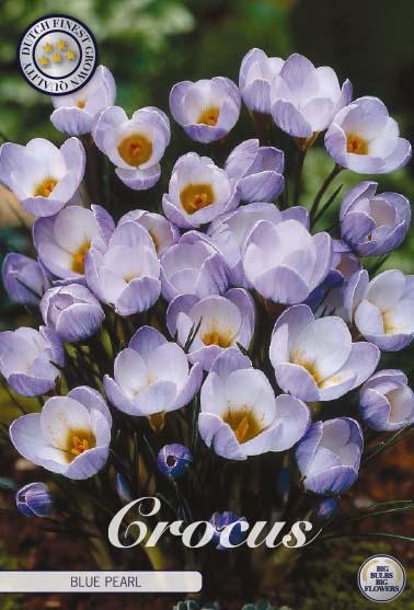 Crocus Chrysanthus Blue Pearl X10