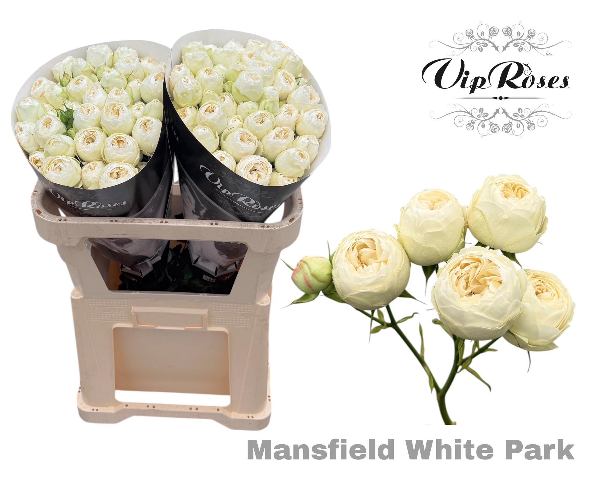 R Tr Mansfield White Park 70 cm