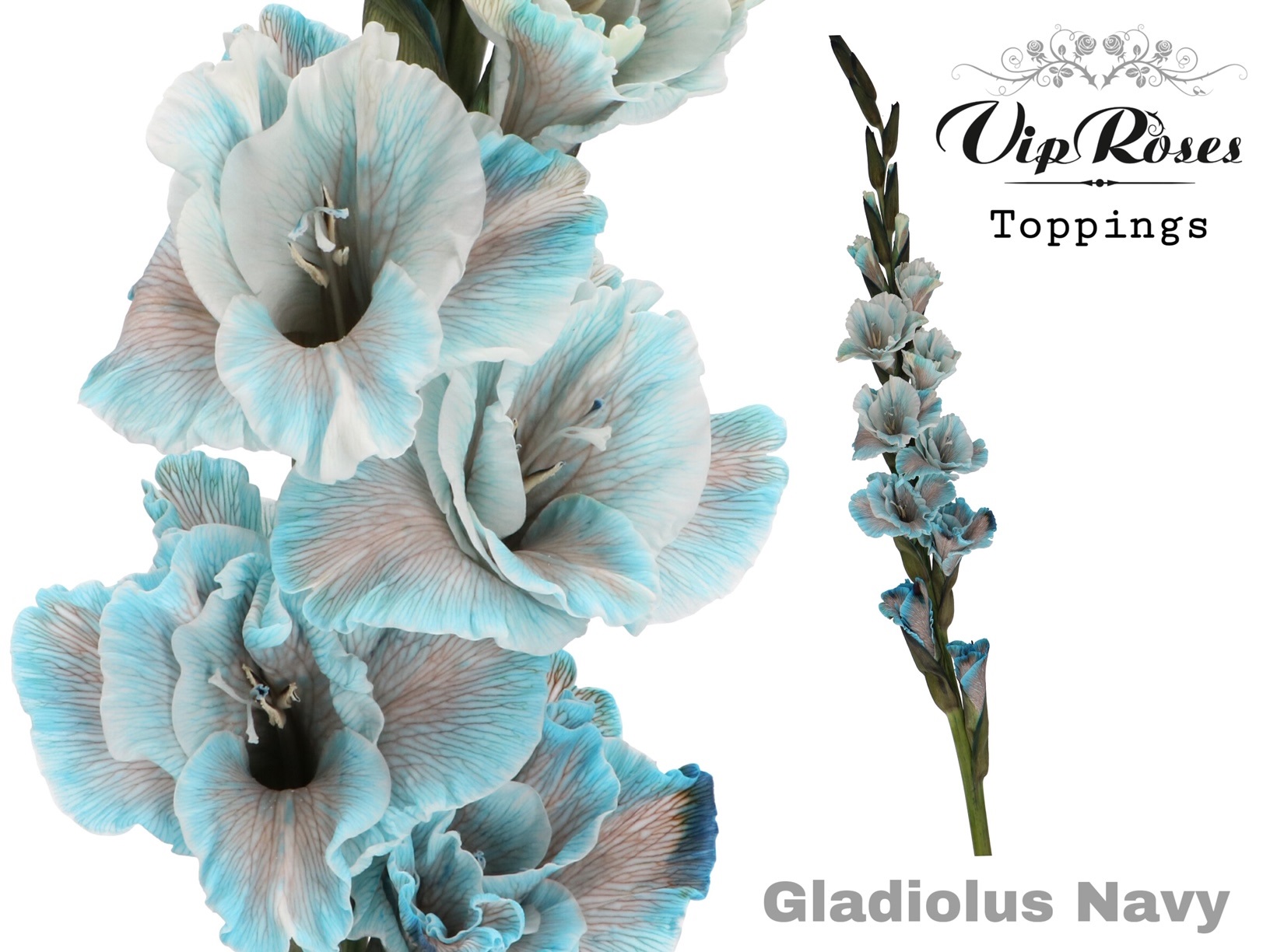 Glad Gr Navy 110 cm