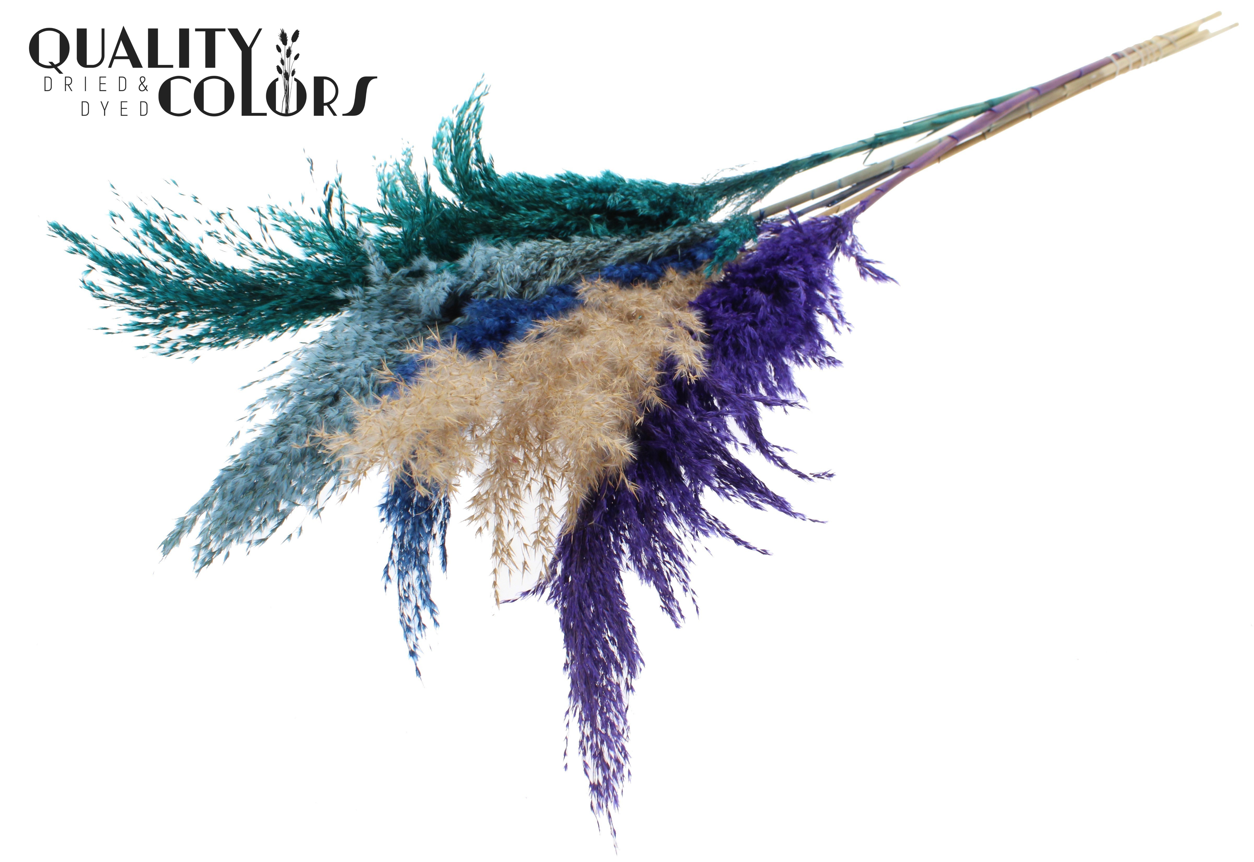 Pampas Grass Scandinavian Mix Per Bunch 100cm