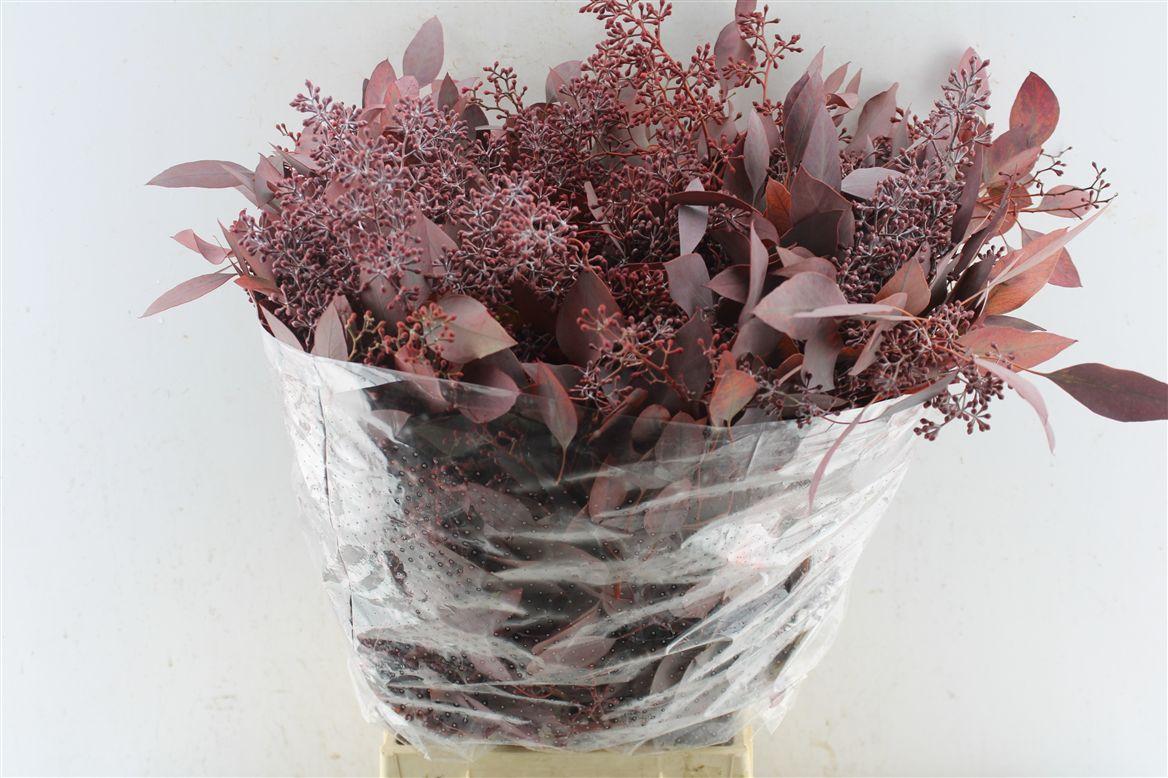 Euca Populus Berry Red Abs 300 Gram