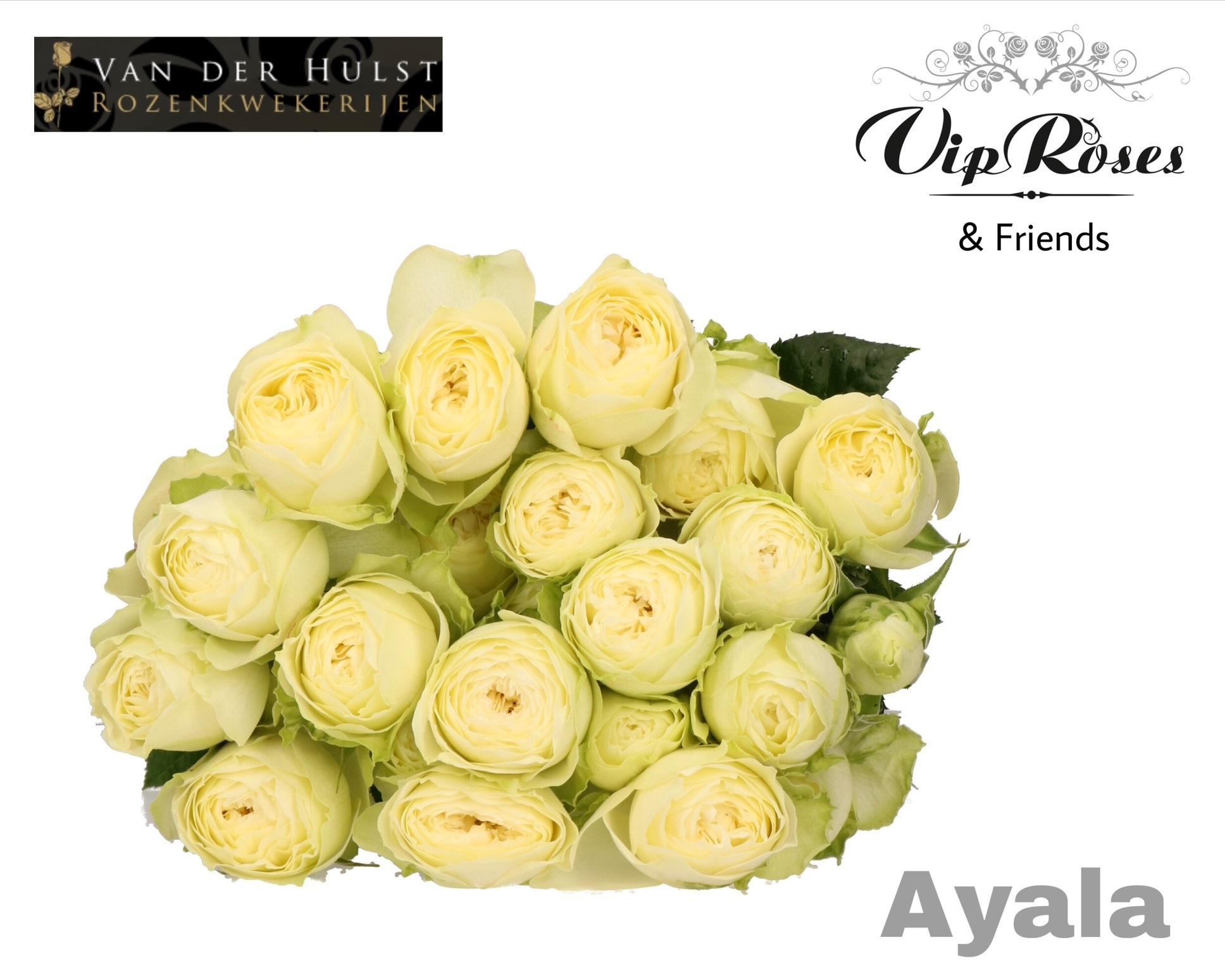 R Tr Ayala! (vd Hulst) 70 cm