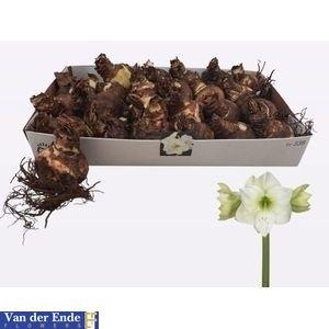Bloembol Hippeastrum Wit