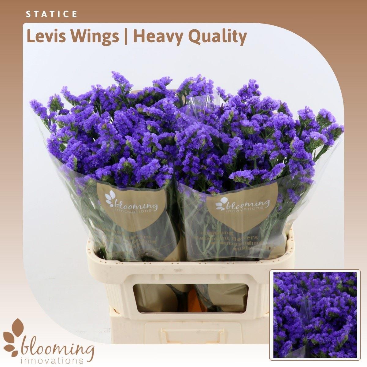 Statice Levis Wings | Heavy Quality