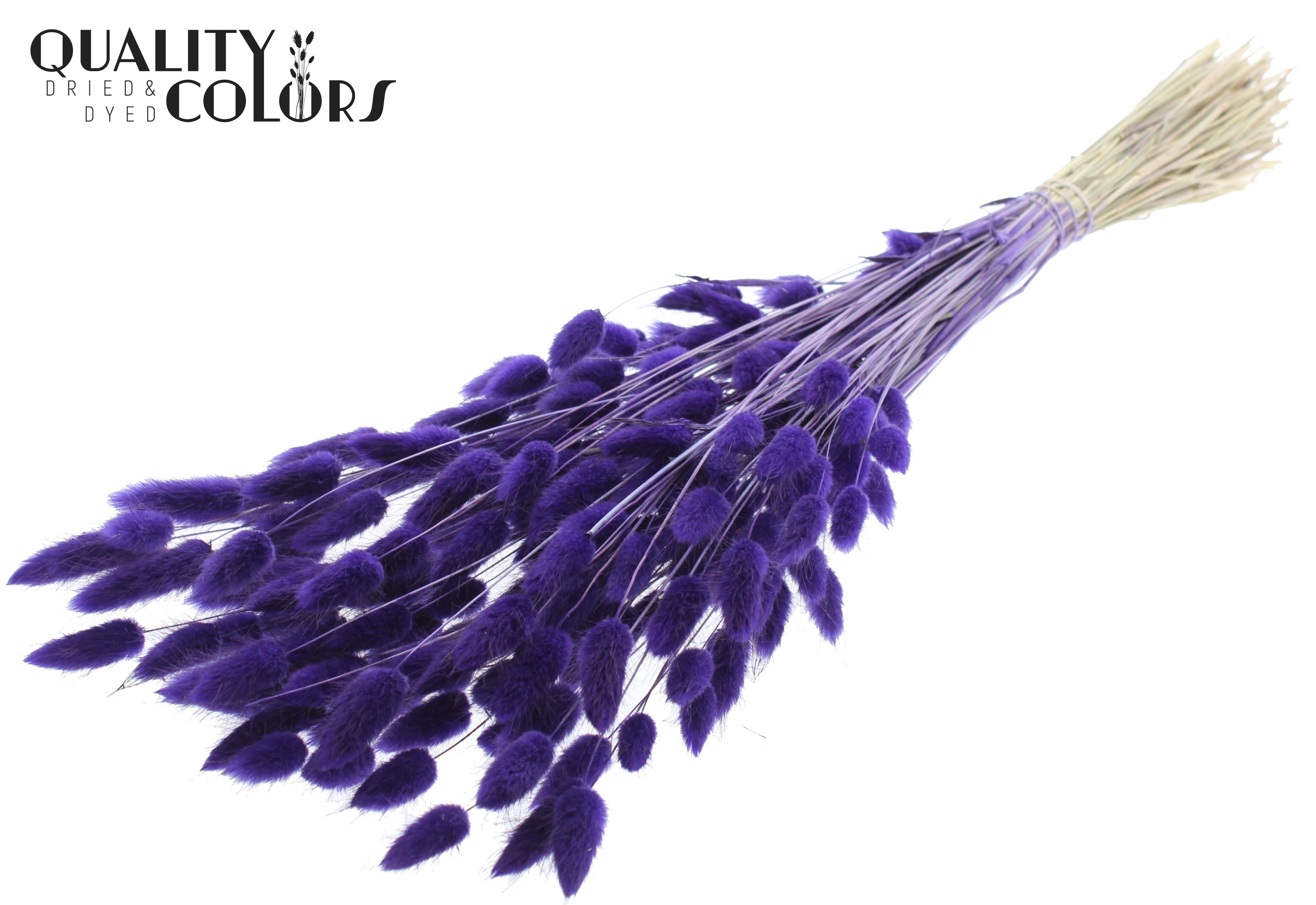 Lagurus Purple Per Bunch 70cm