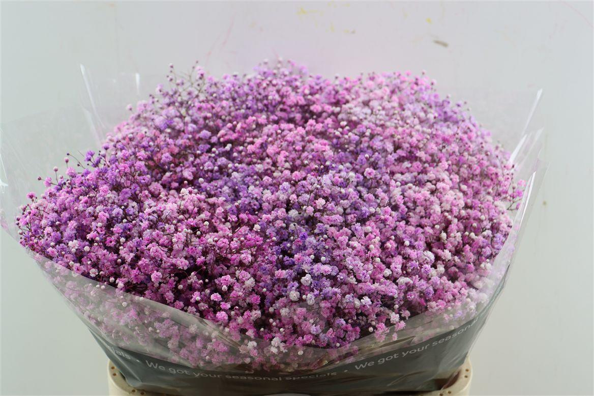 Gyps Pa. Disco Lovely Pink