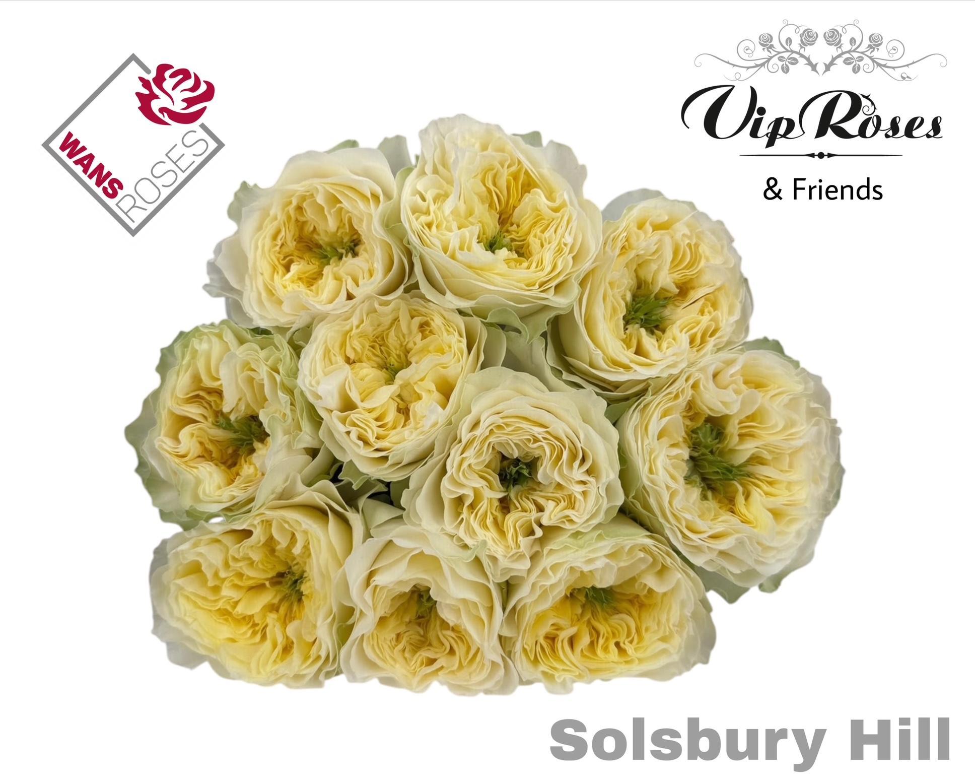 R Gr Solsbury Hill 70 cm